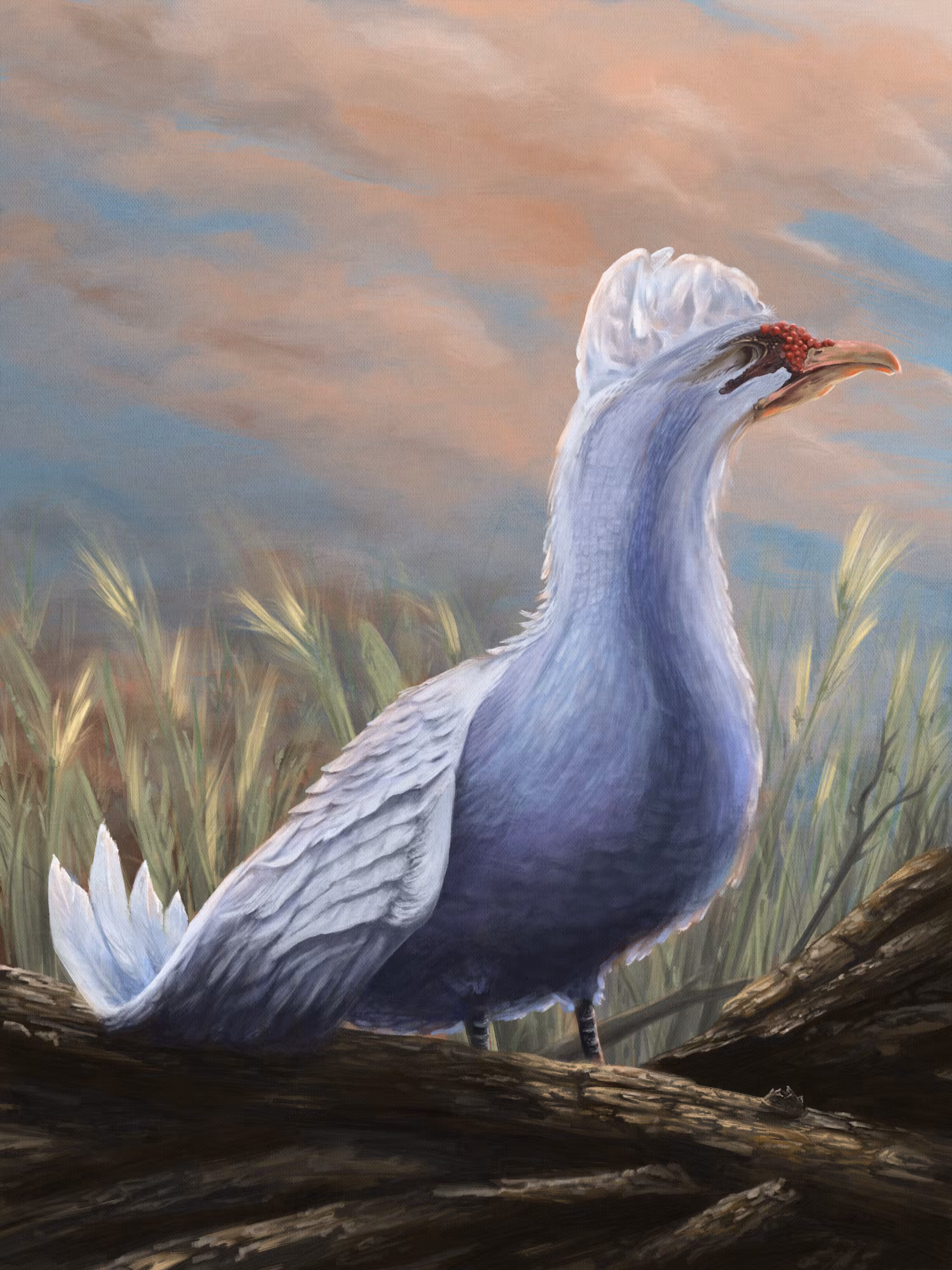 Anopthal Unzazure