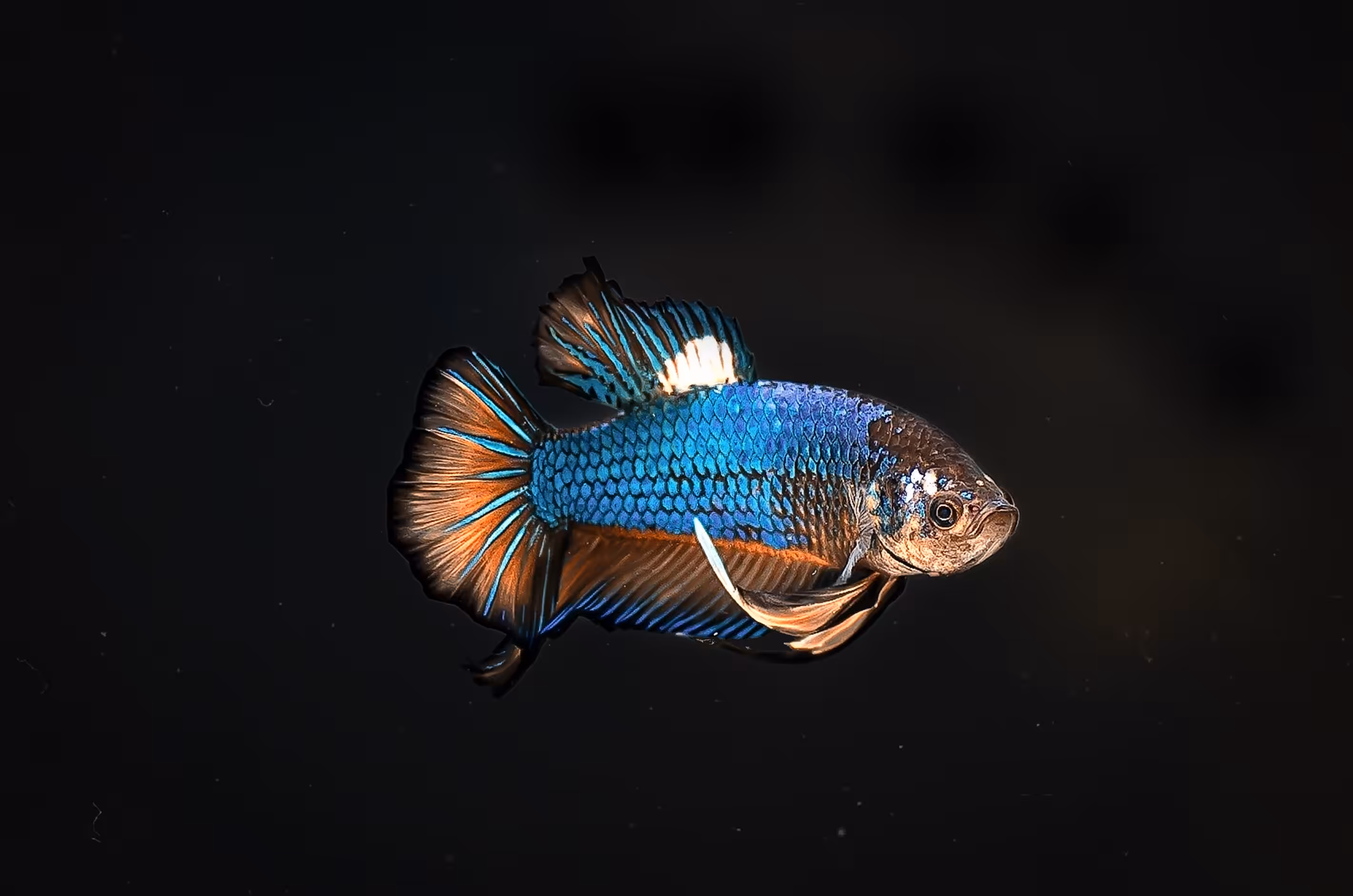 Plakat Betta Fish