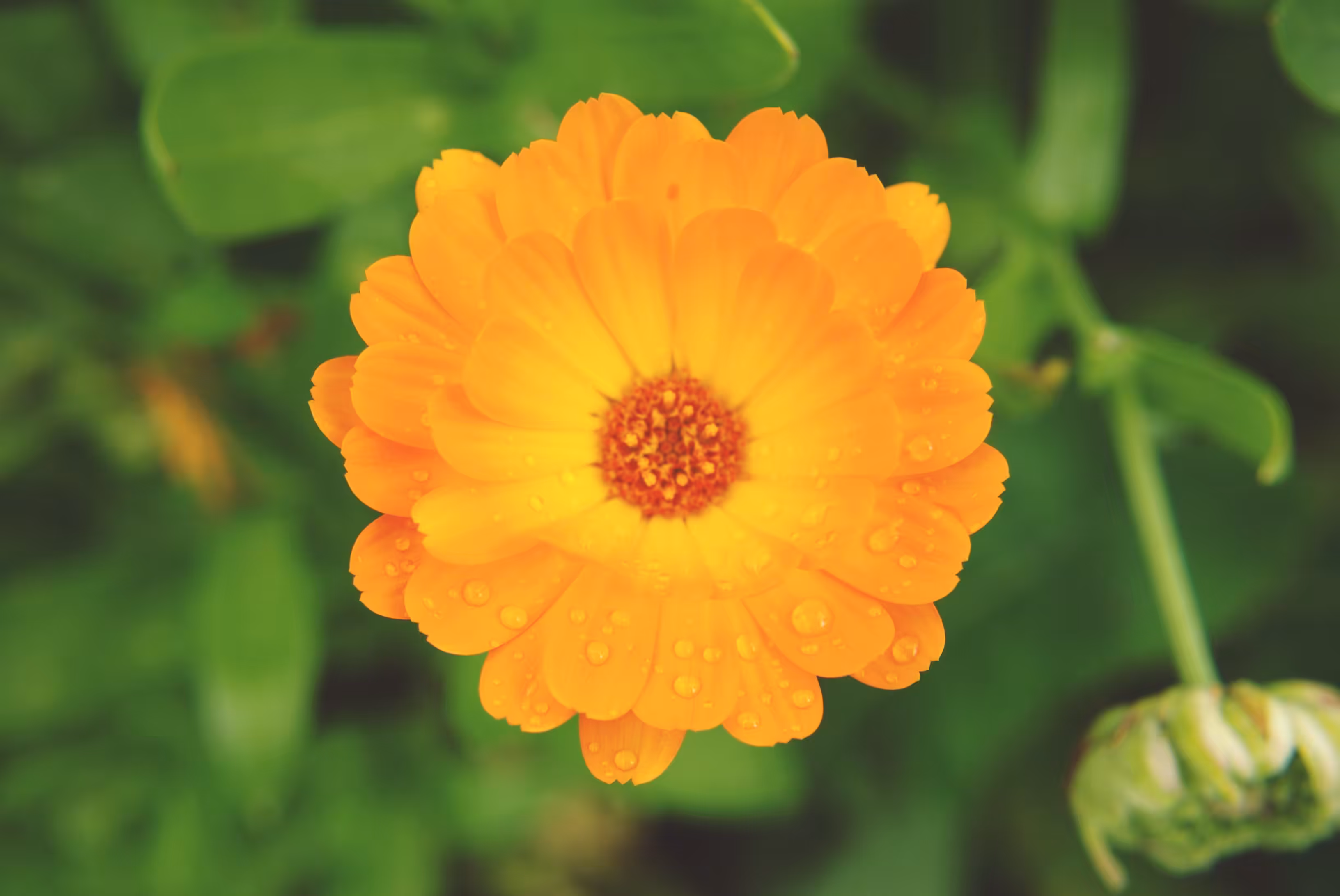 Calendula officinalis