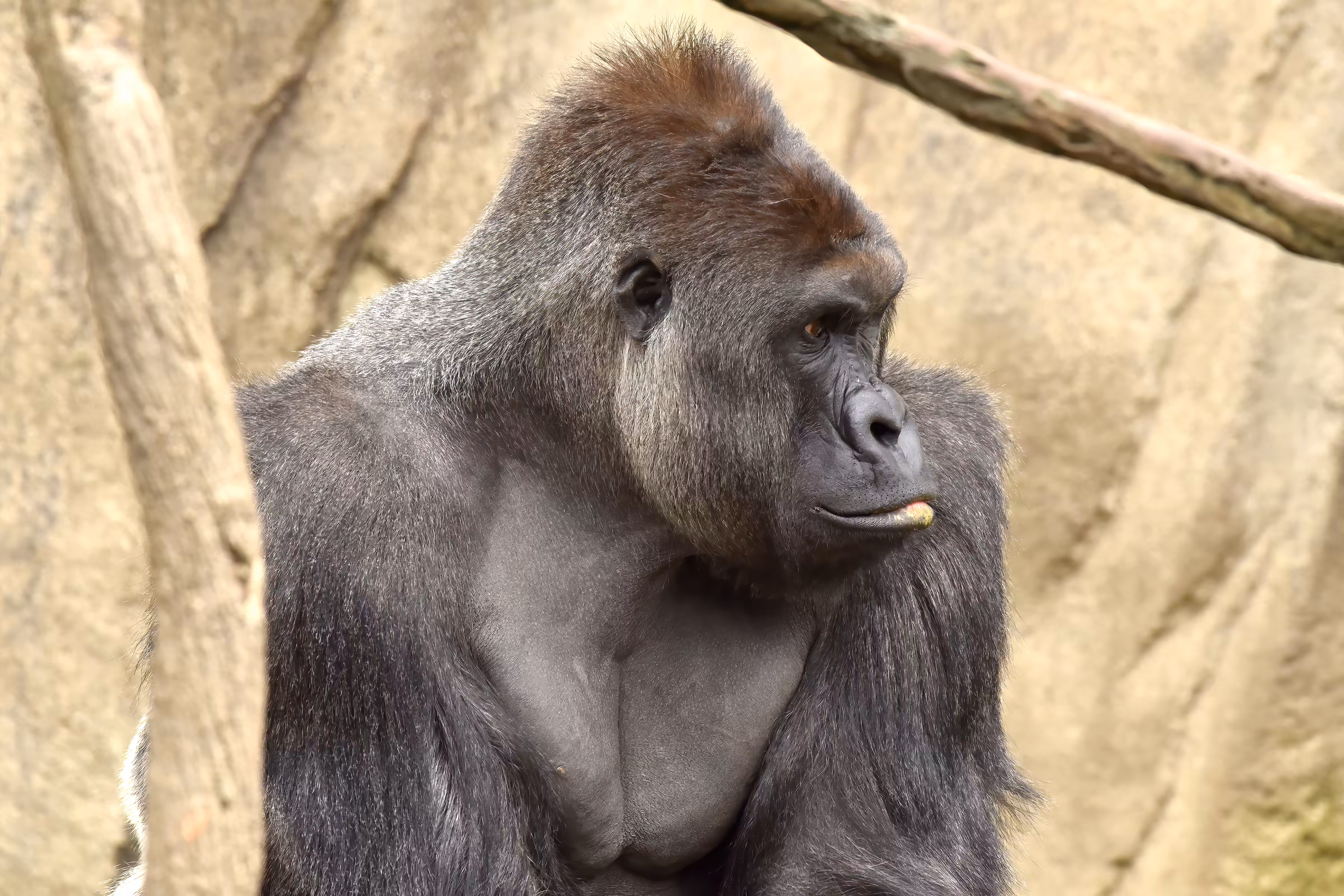 HARAMBE: LEGENDS #440