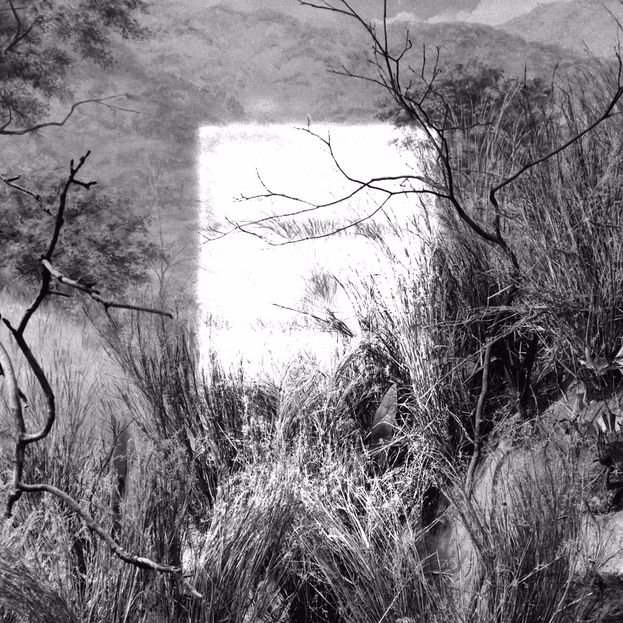 Light Lies Awake 