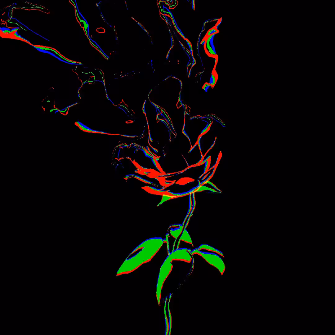rose flows