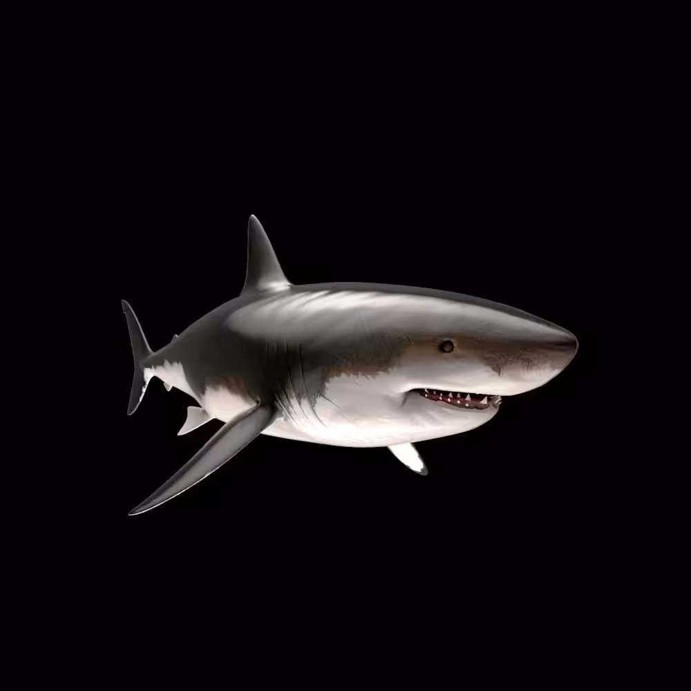 Happy shark