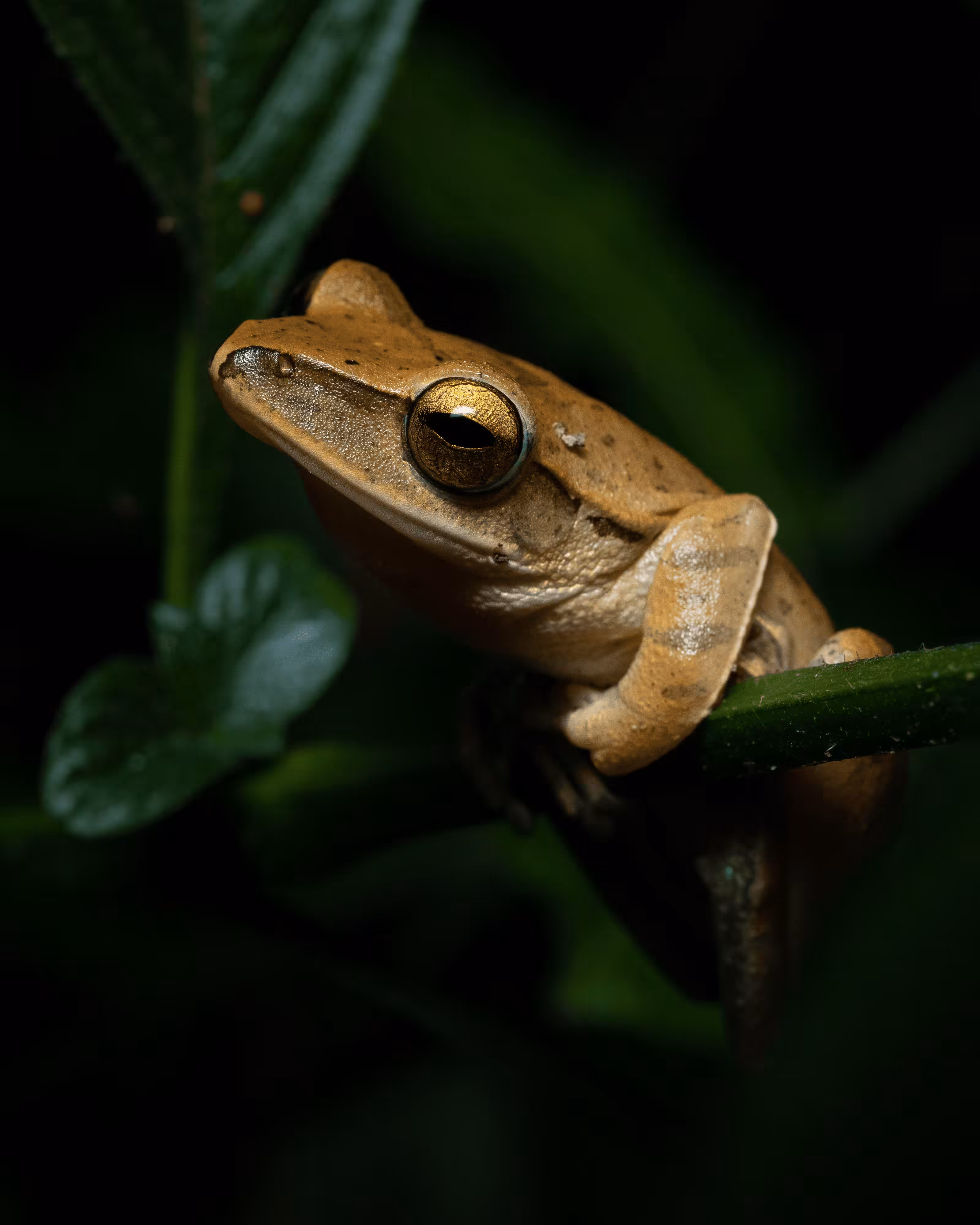 Polypedates braueri - Endemic