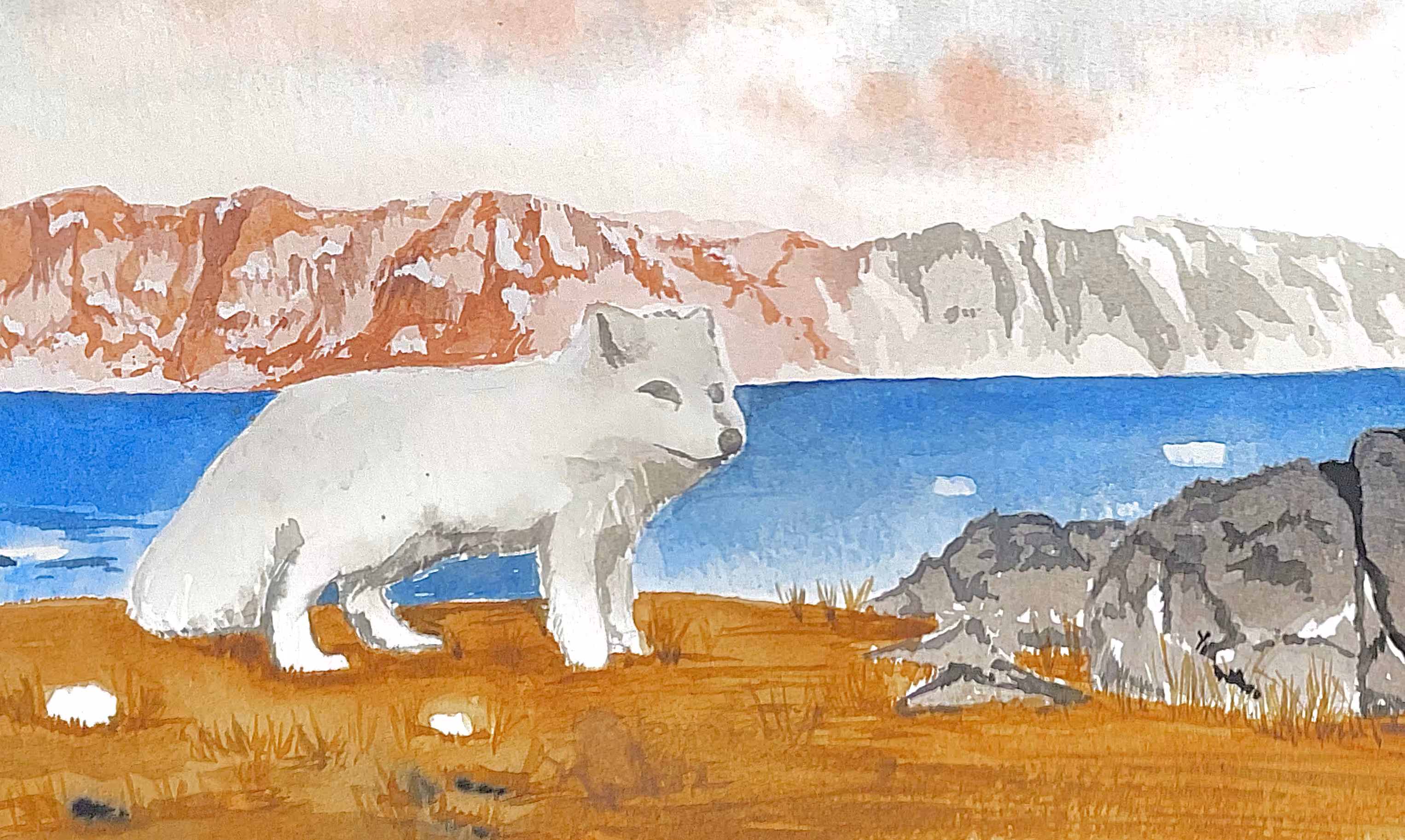 The Arctic Fox