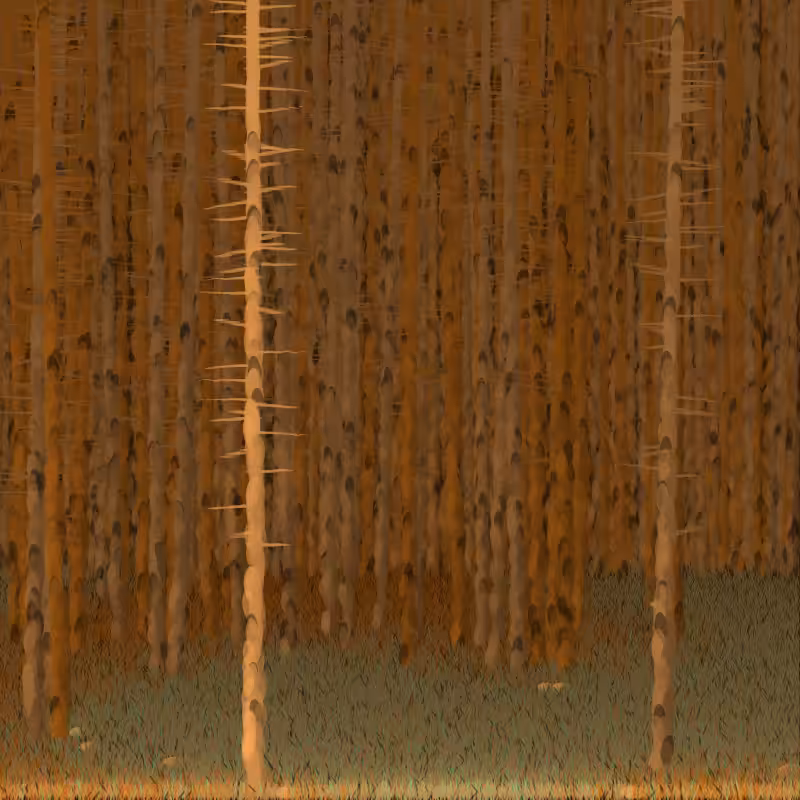 Berkenbos #4