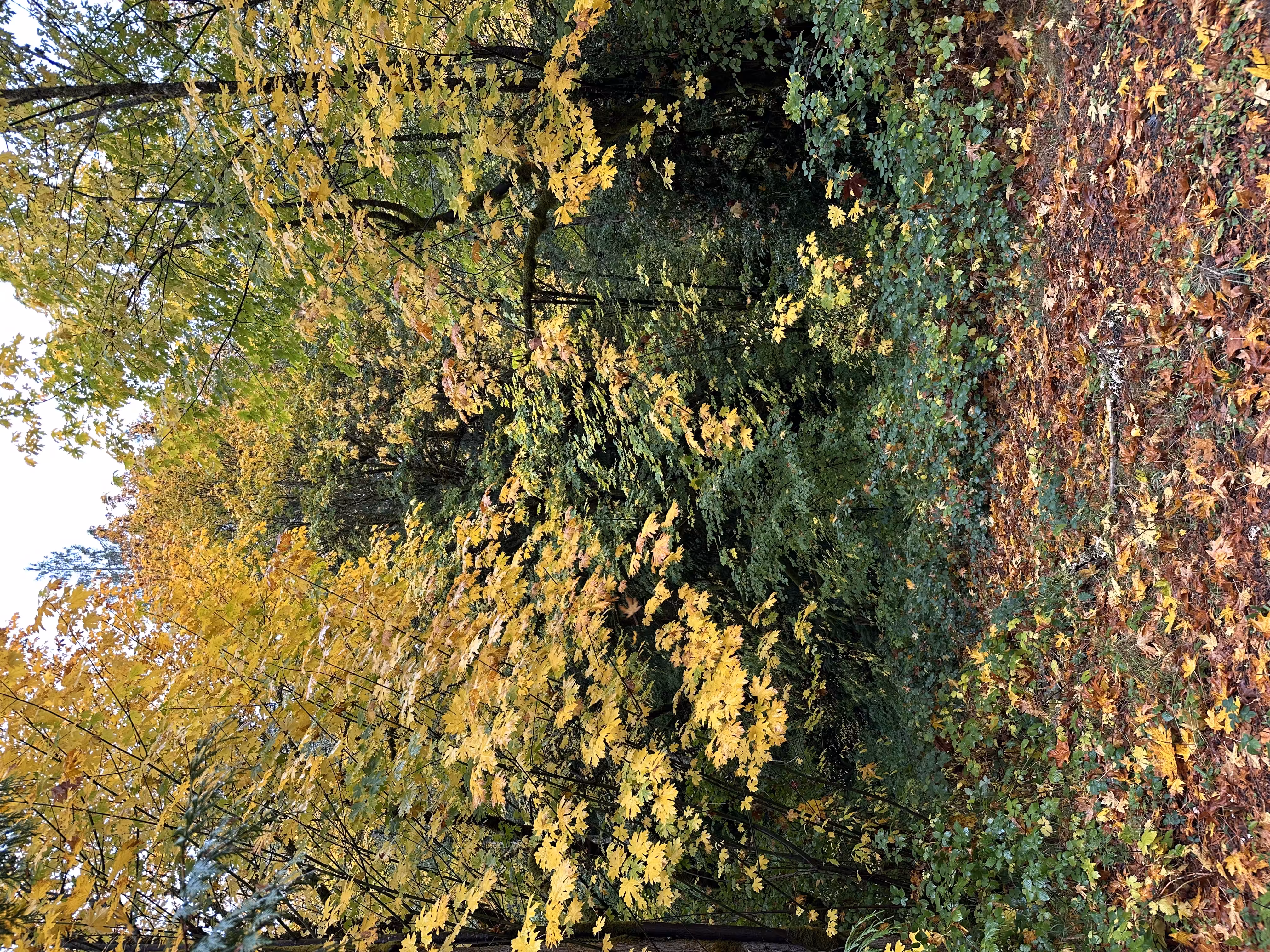 fall weather 
