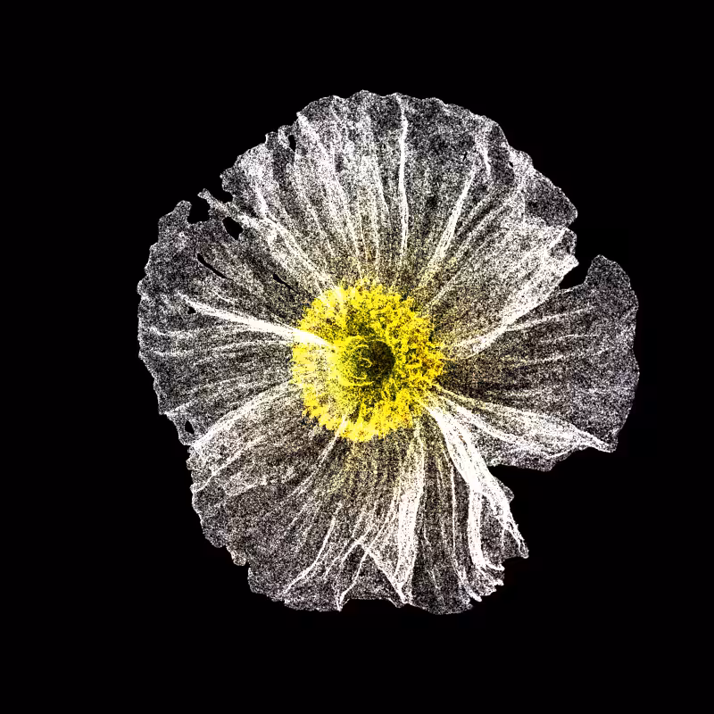 White Poppy 30 #61