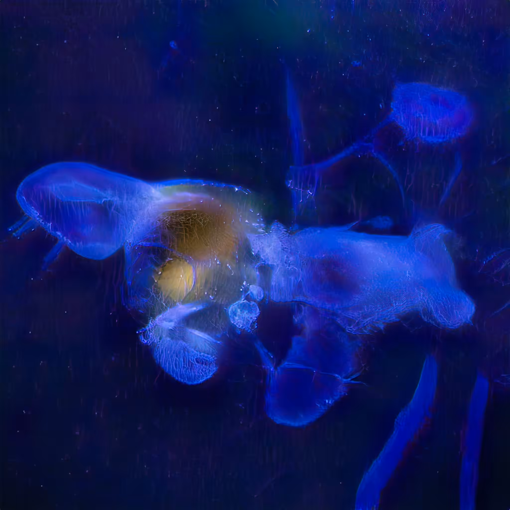 Chimerical Stories #55