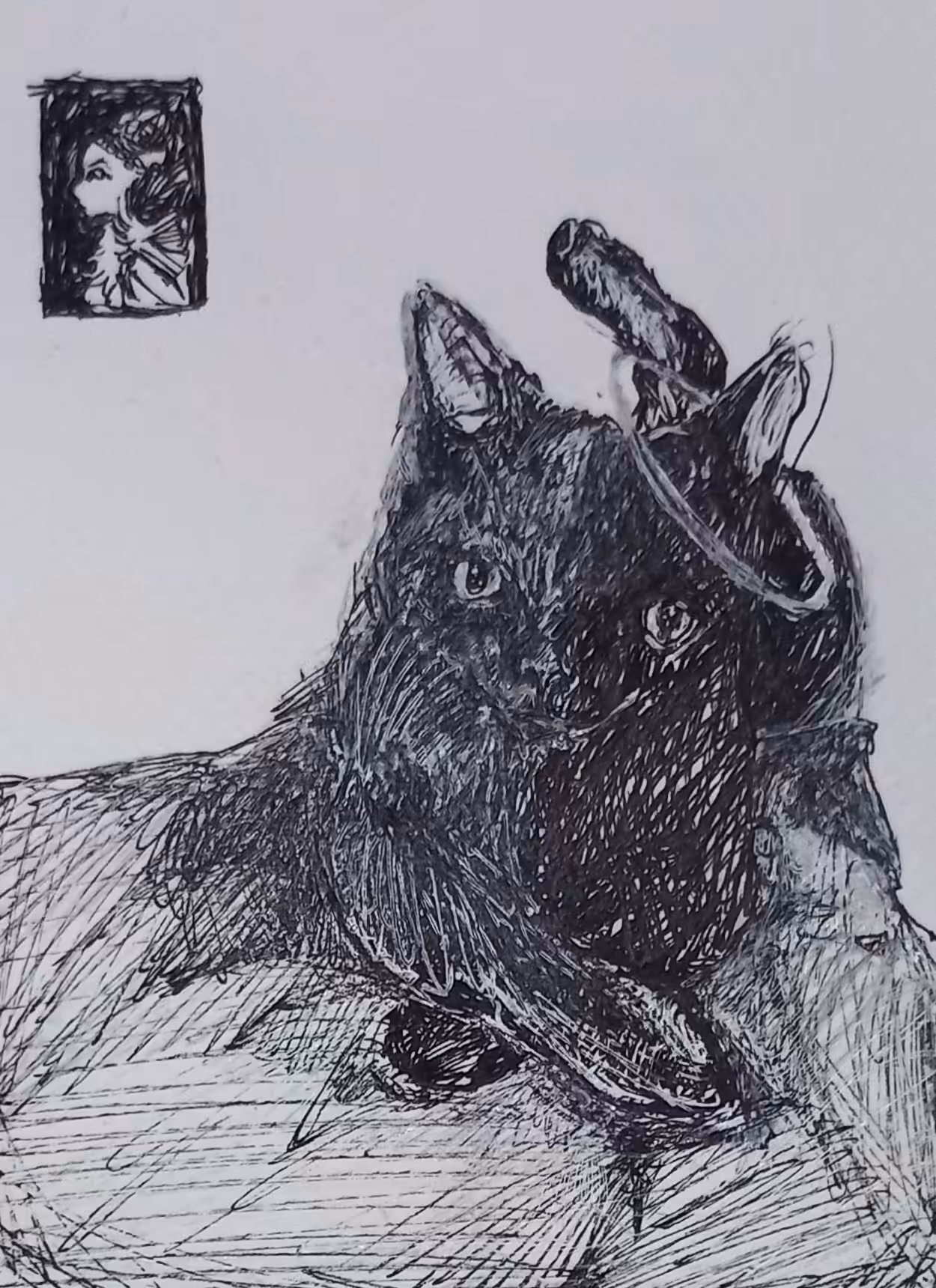 Cat Portraits