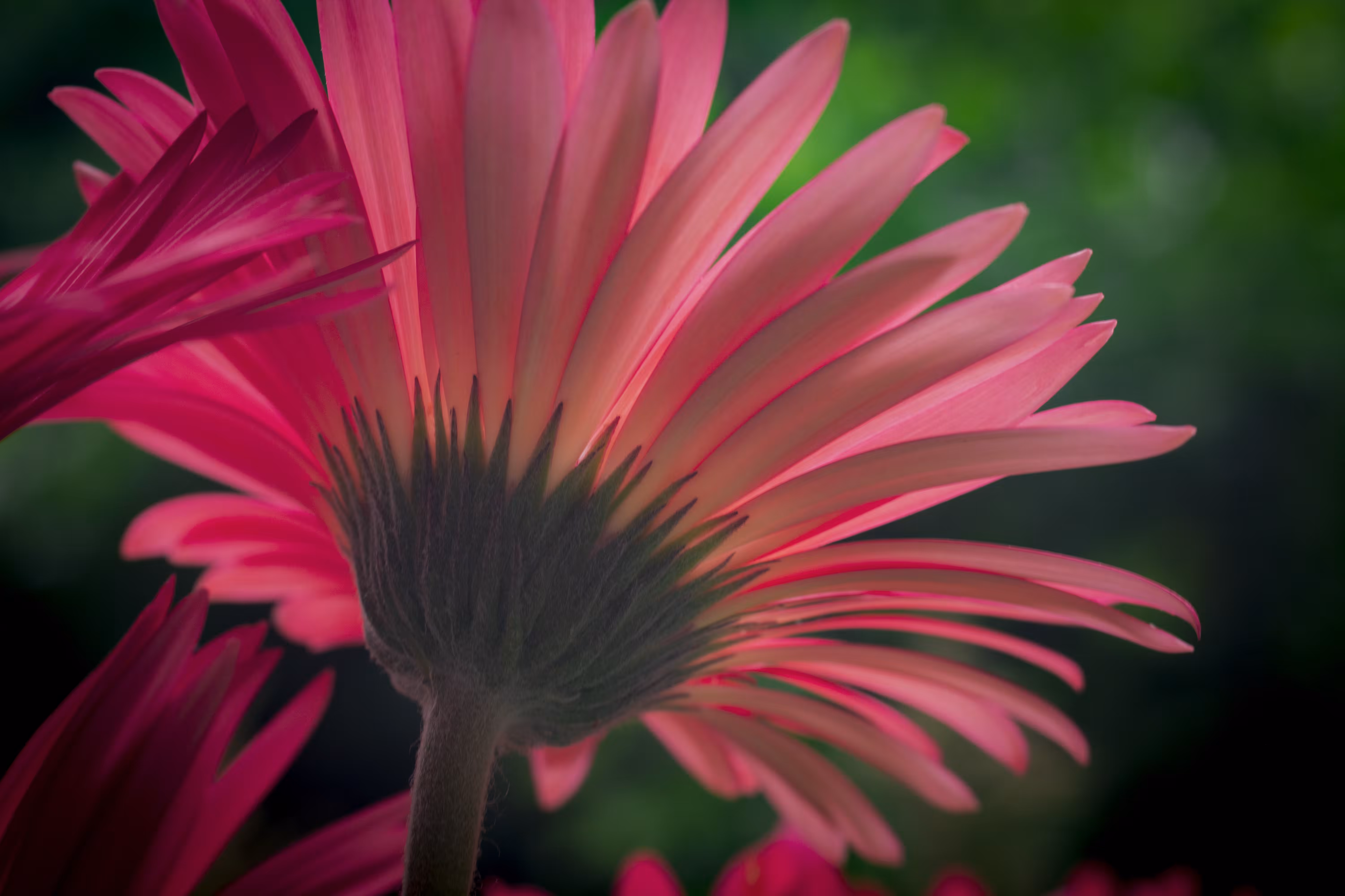Pink Gerbera Daisy