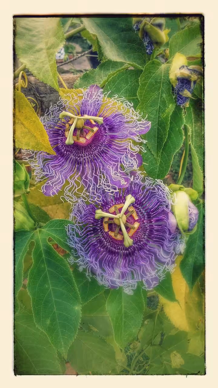 Purple Flower