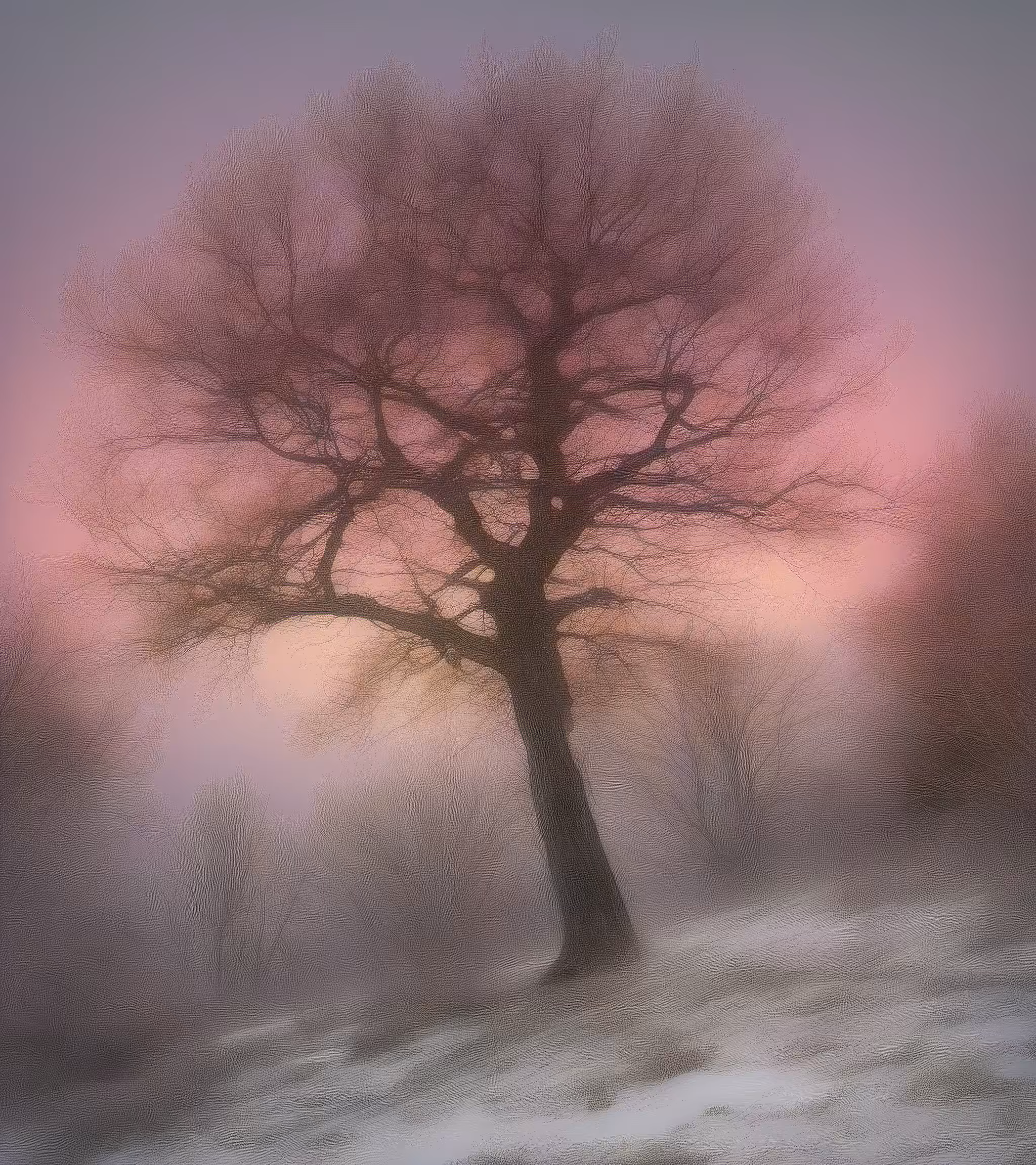 Tree Studies #34
