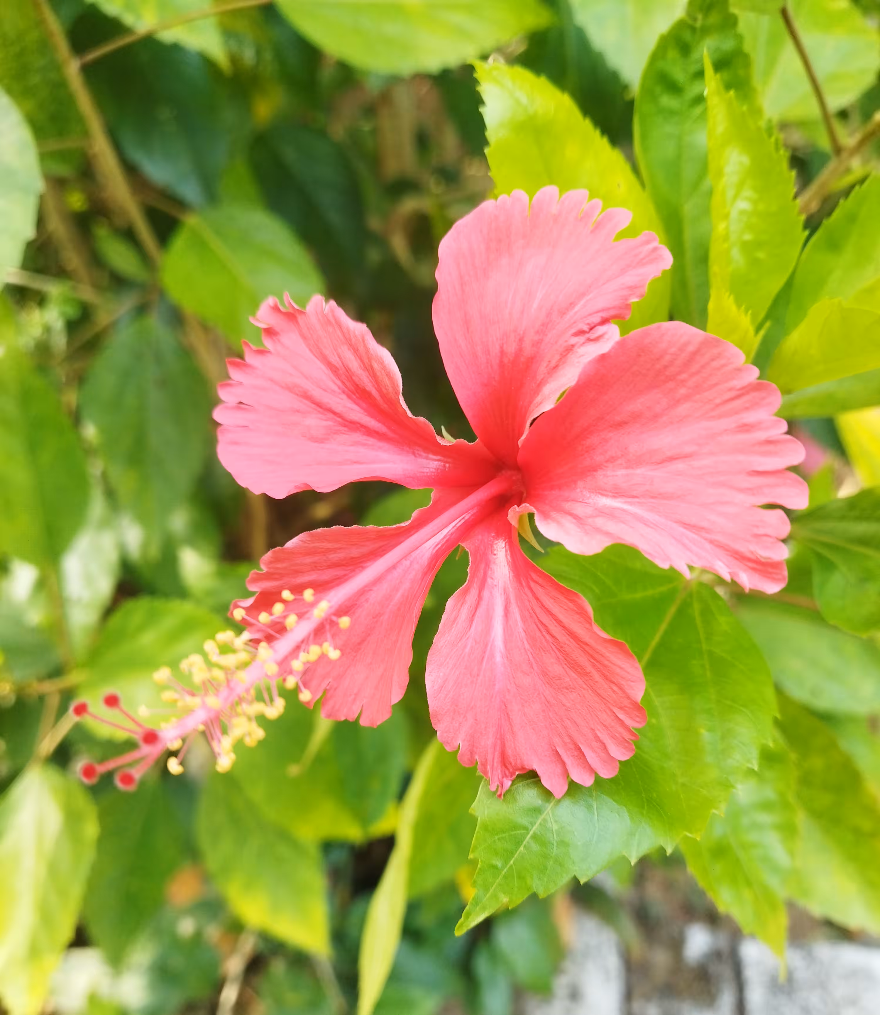 My World Of Flora And Fauna: Indian Hibiscus