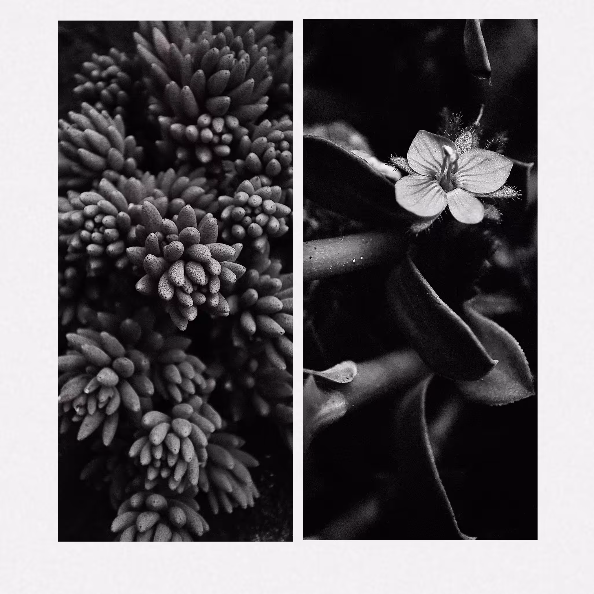Nature Textures #3