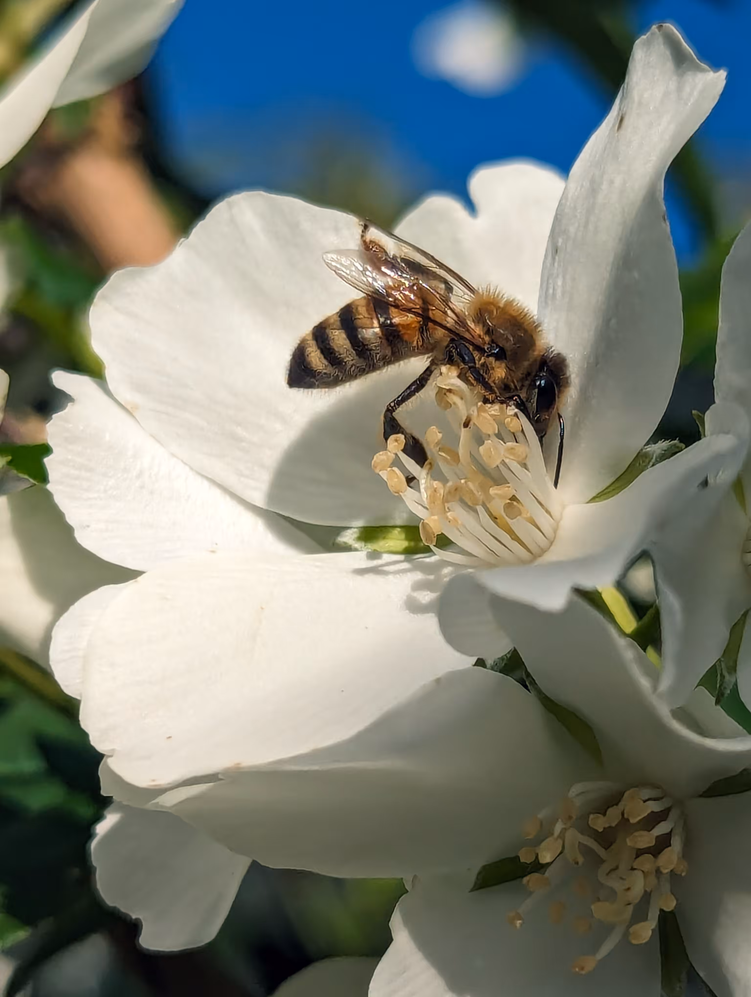 Luke_0x1 Photography : Bee flexible