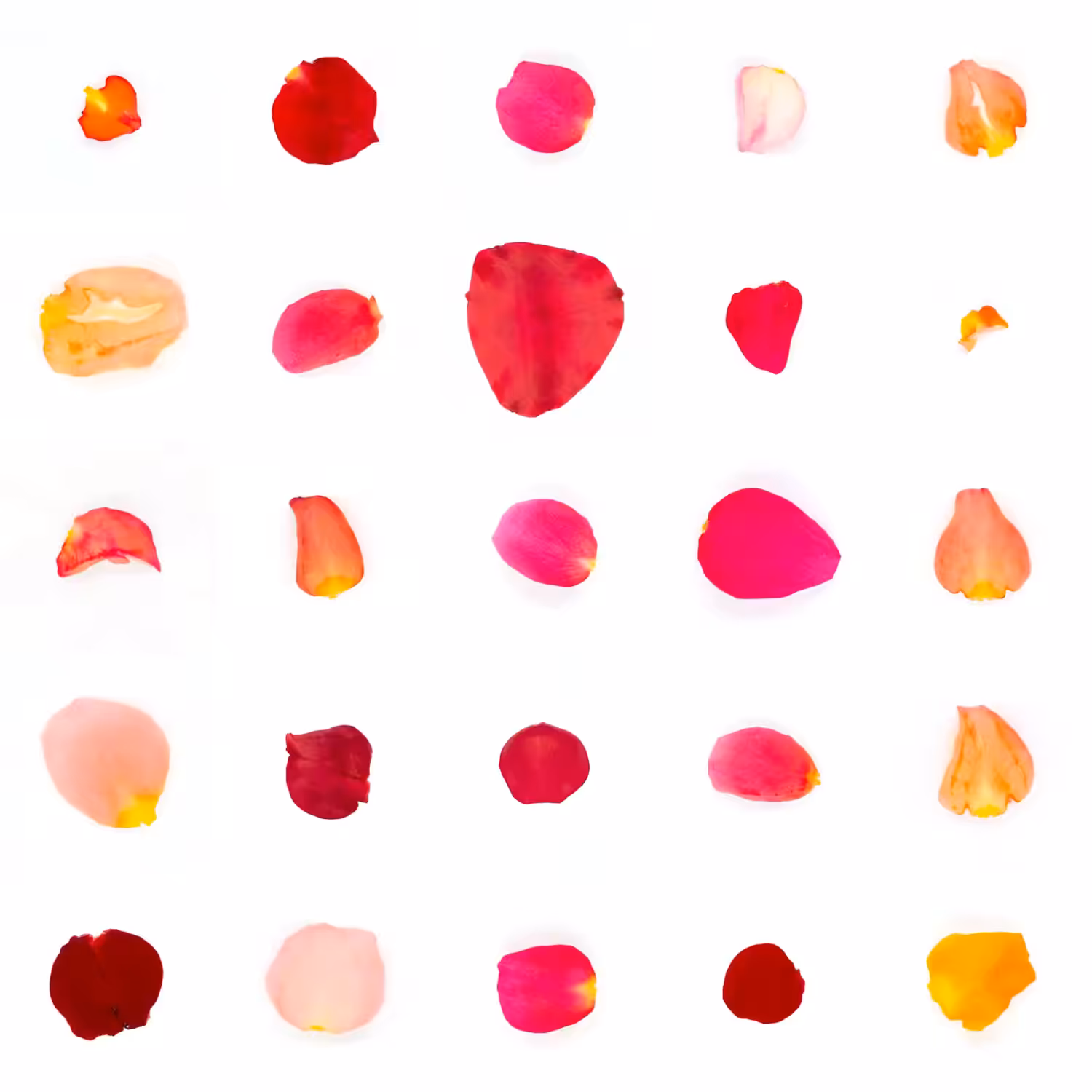 Infinite Petals 5x5#21266
