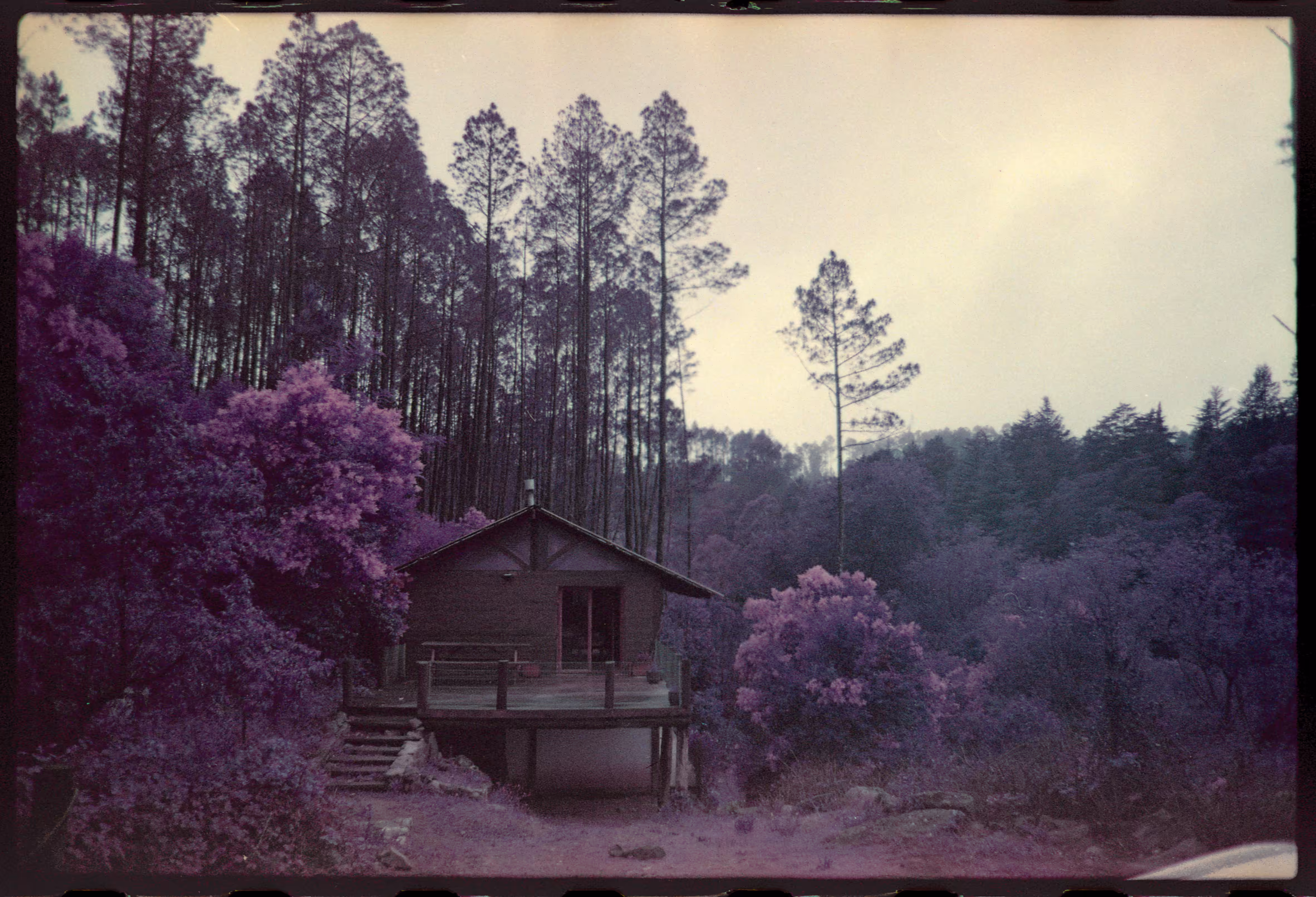 Summer in the woods