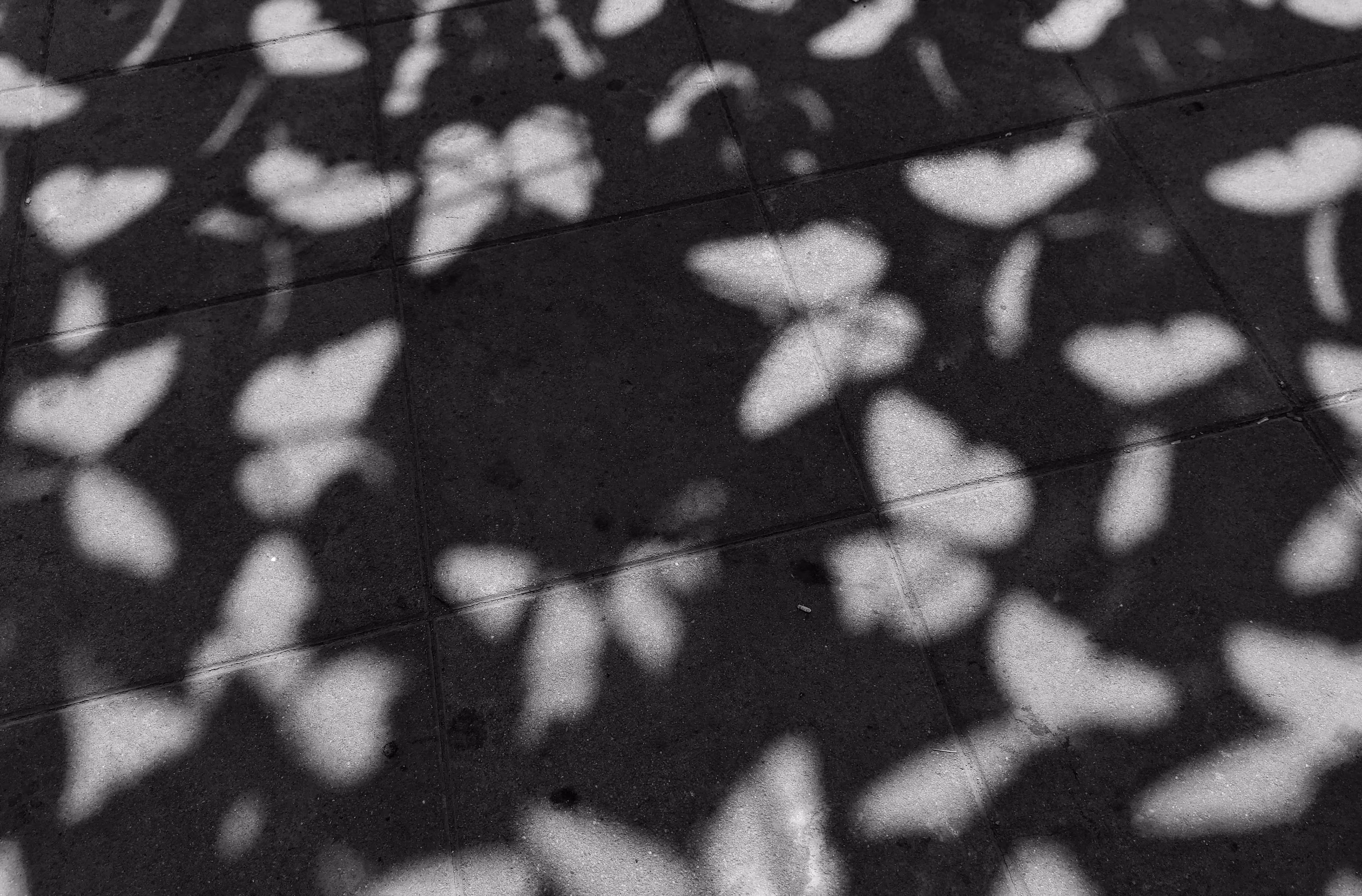 The Happy Valley: Butterflies