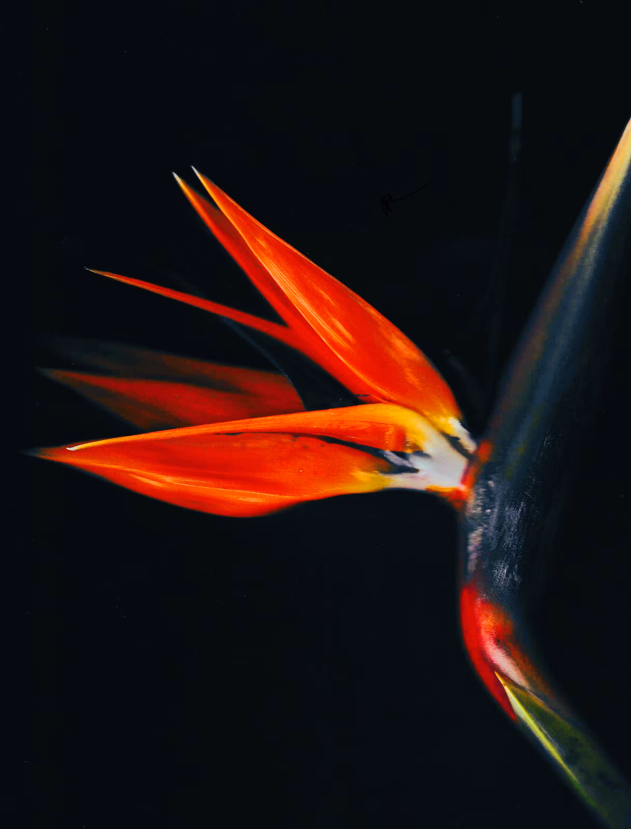 The Botanical Collection! #1