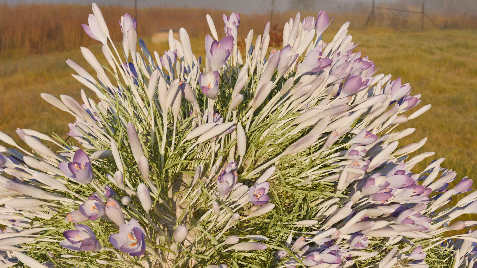 a bunch of shitty render flowers.