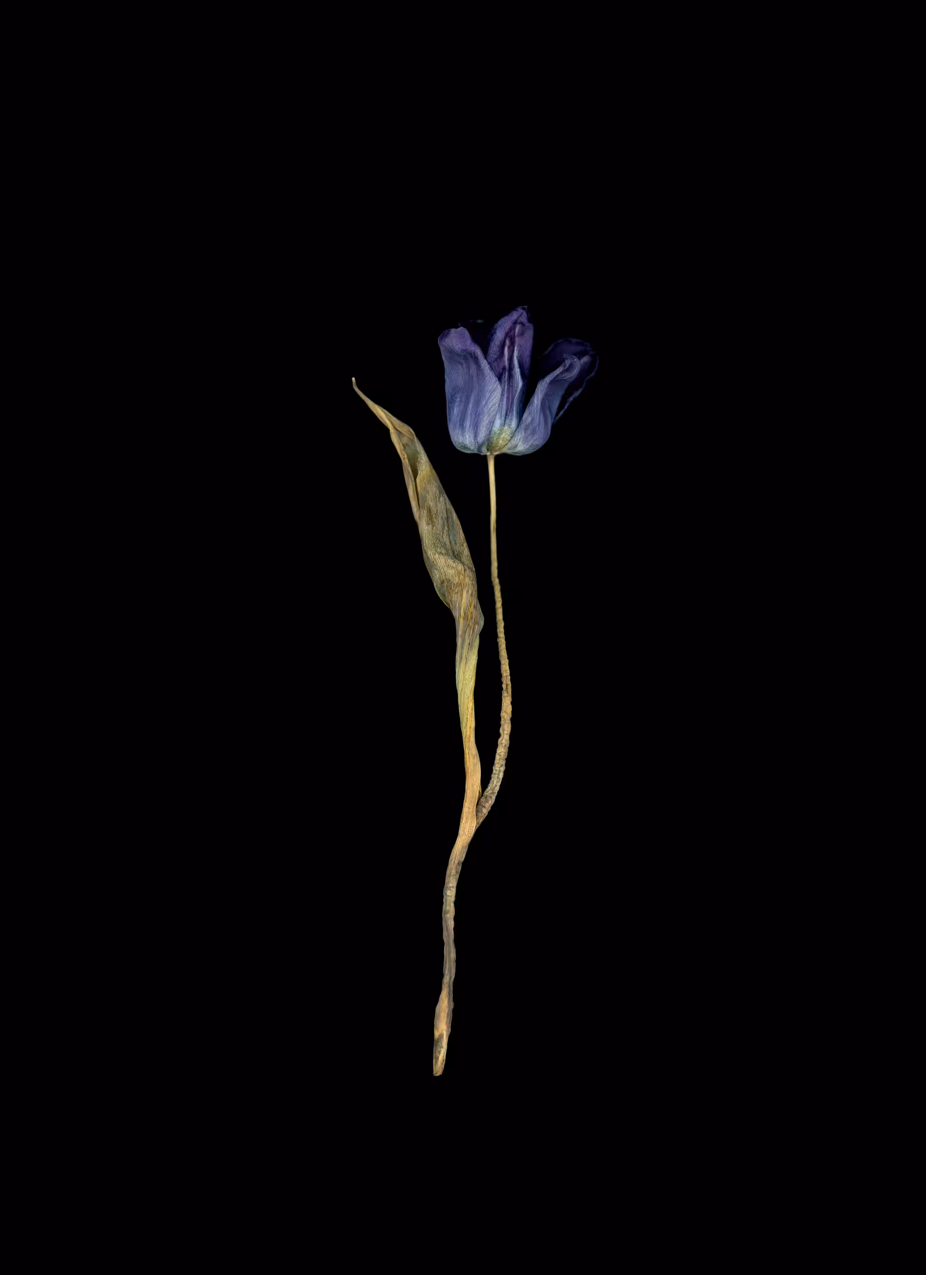 Tulip