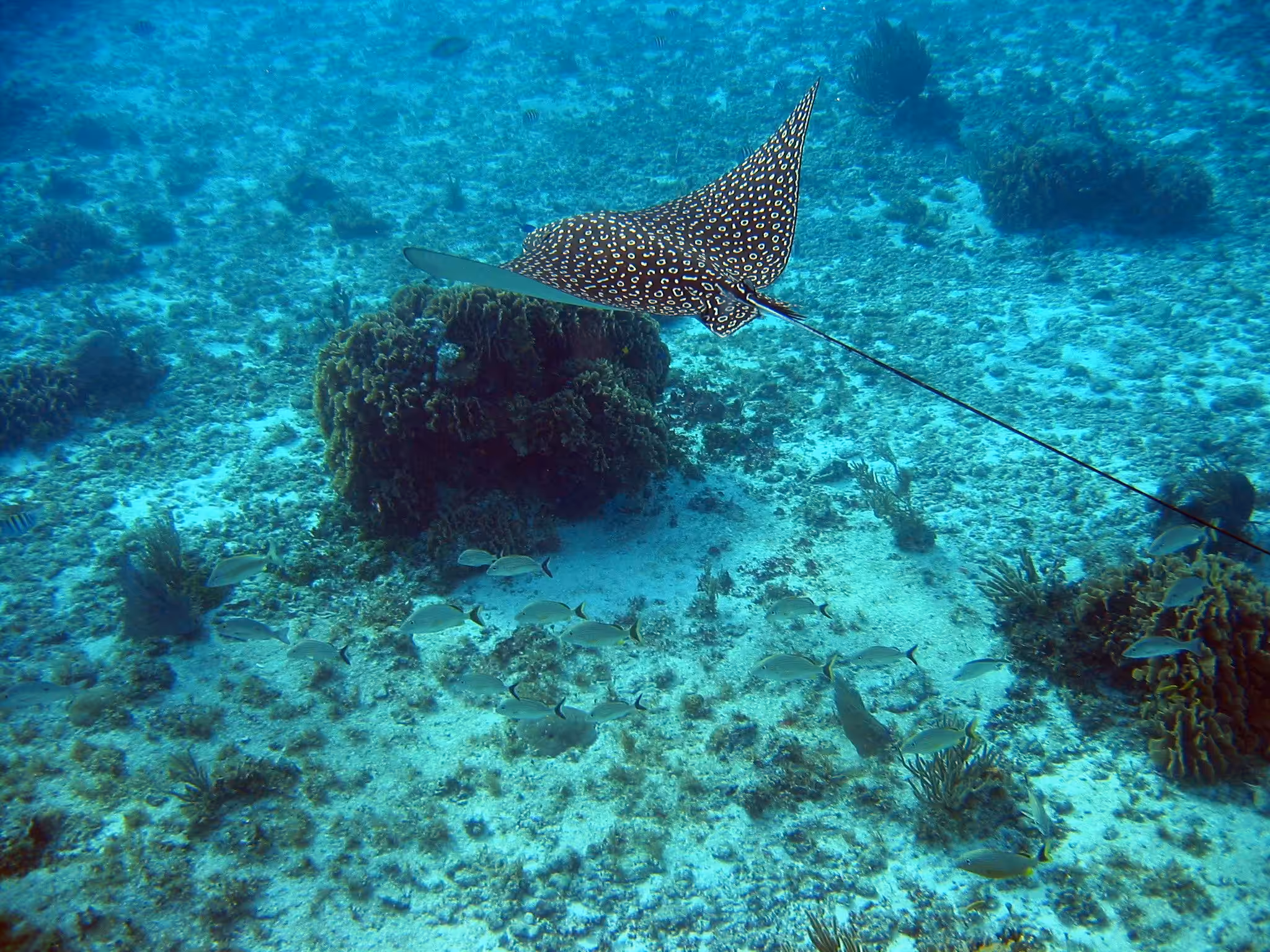 Eagle Ray