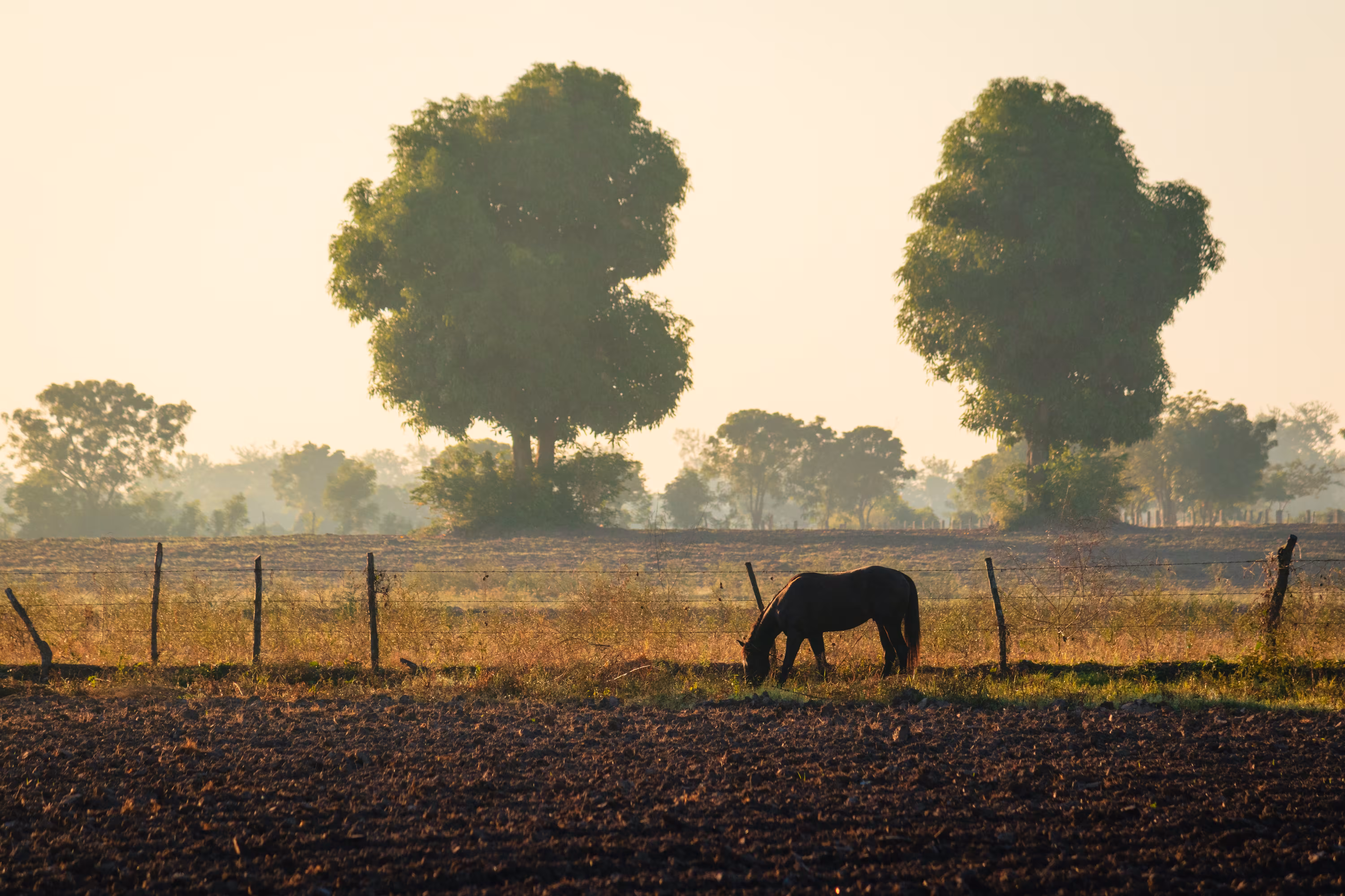 Sunrise in the countryside