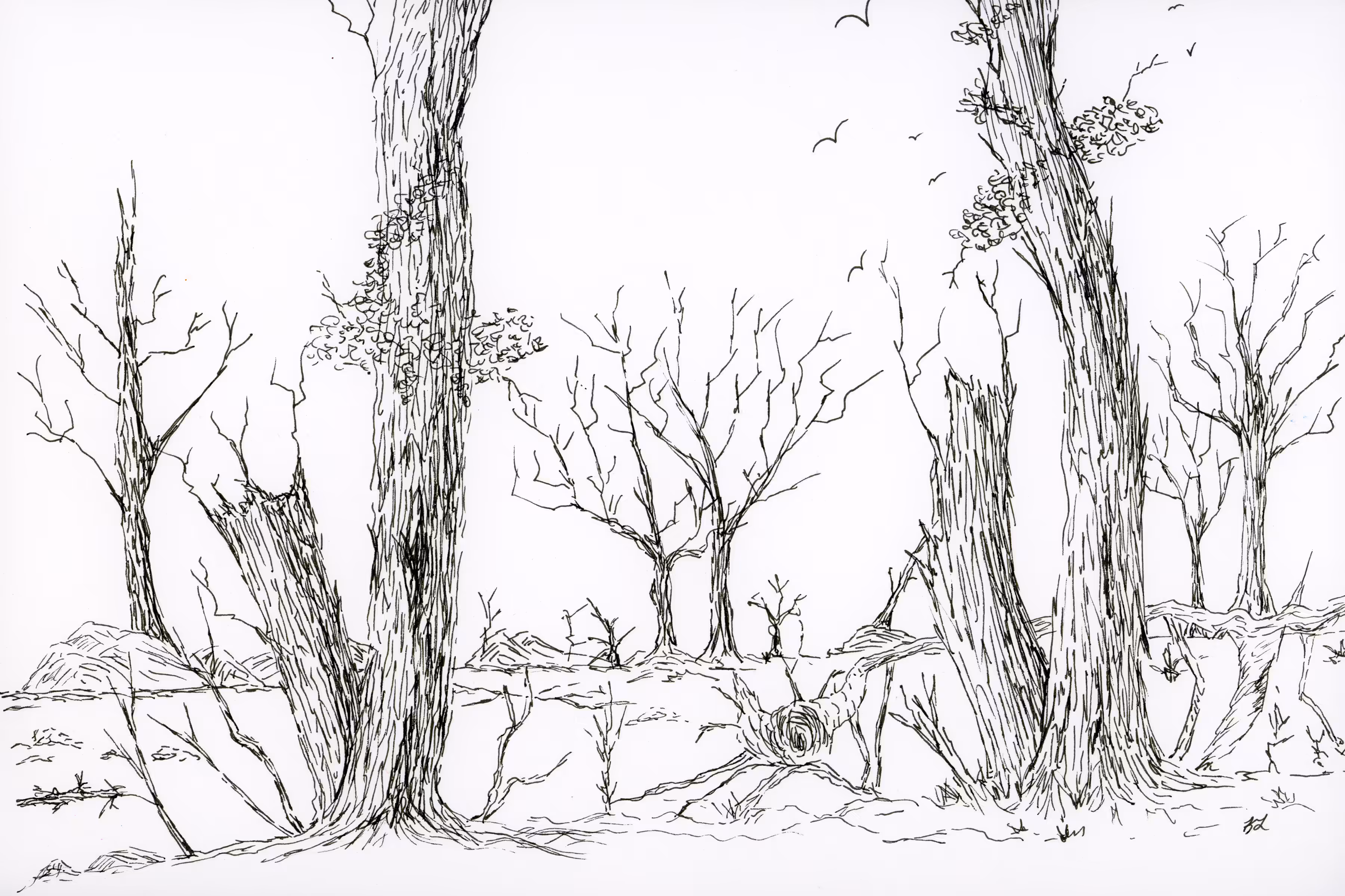 Petrified Forest  @ArtByLeClaireD1