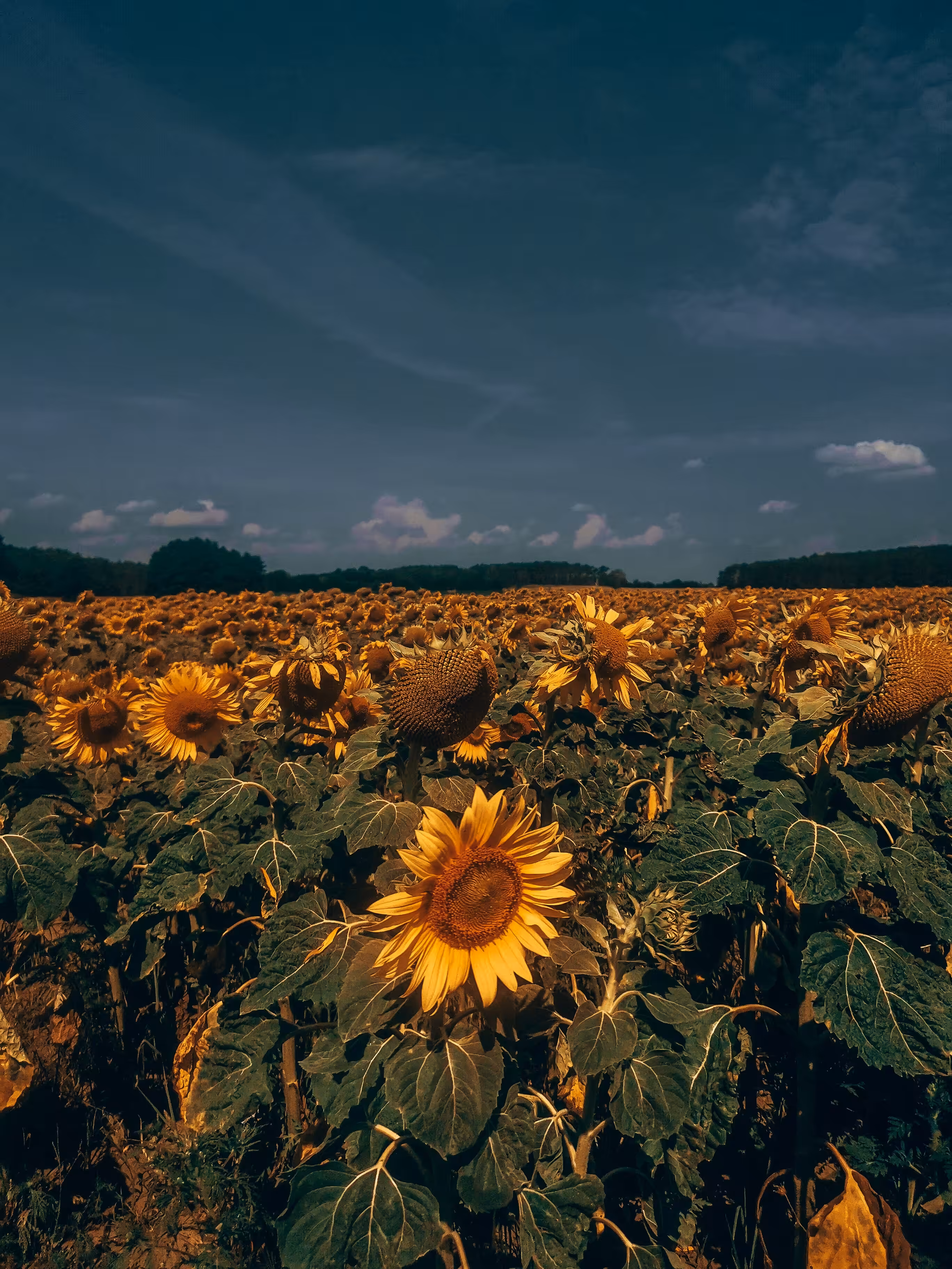 Sunshine