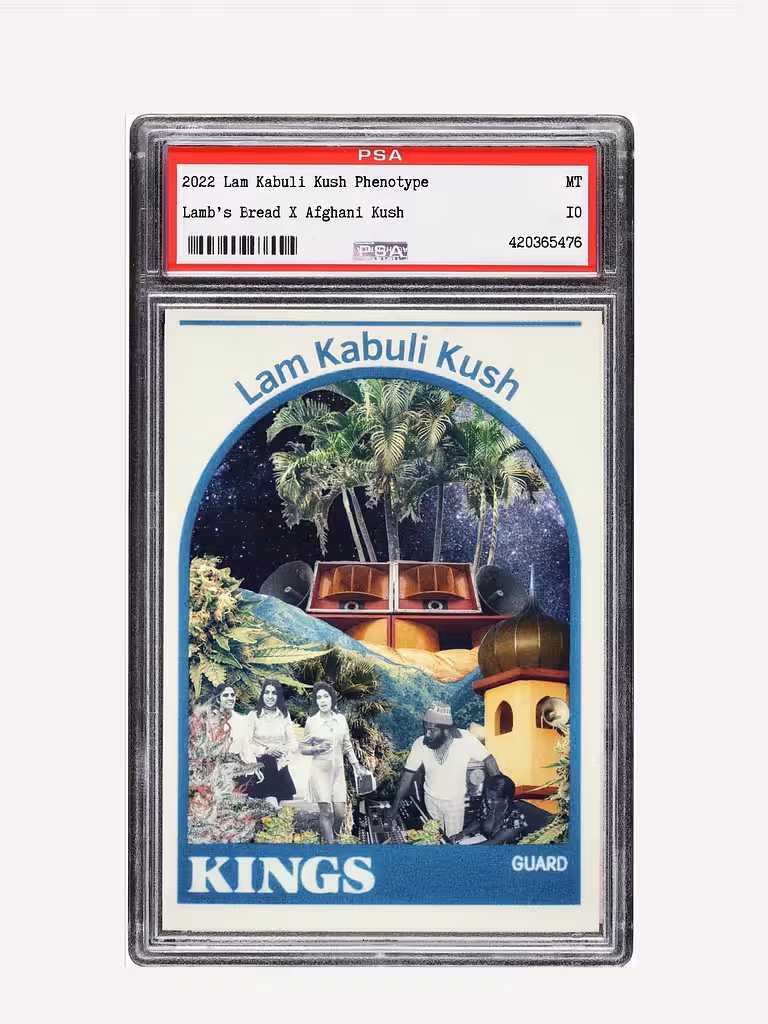 SS2022 Lam Kabuli Kush Indica Pheno (small buds)