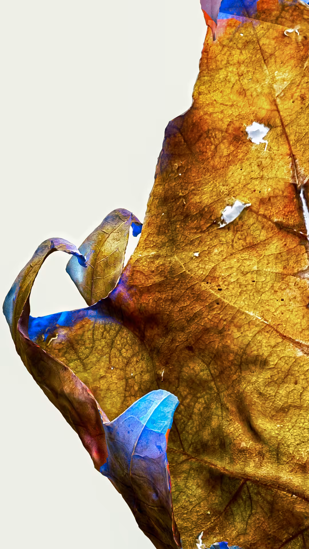 Autumn Leaf 002