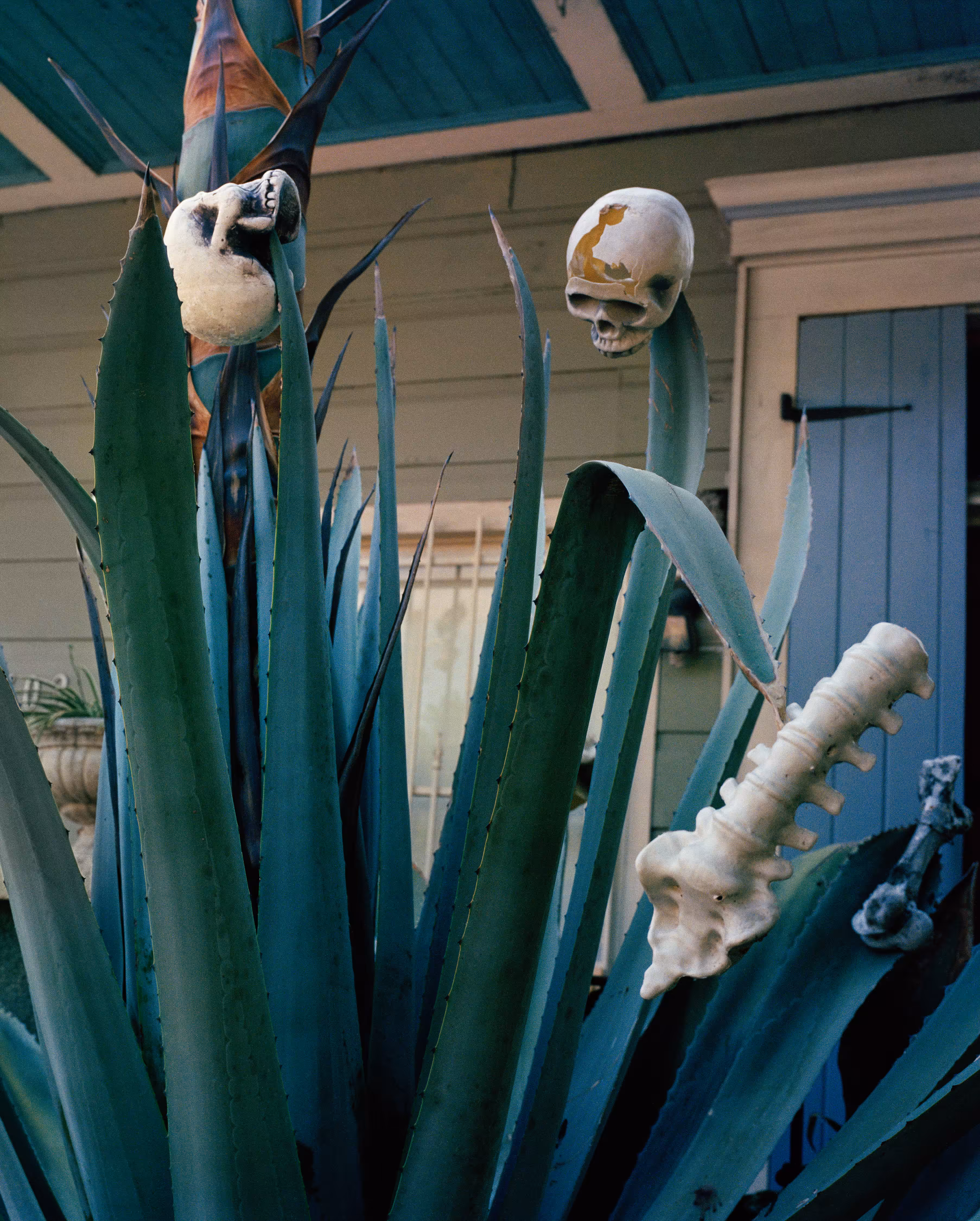 Talisman - Piety St. Agave