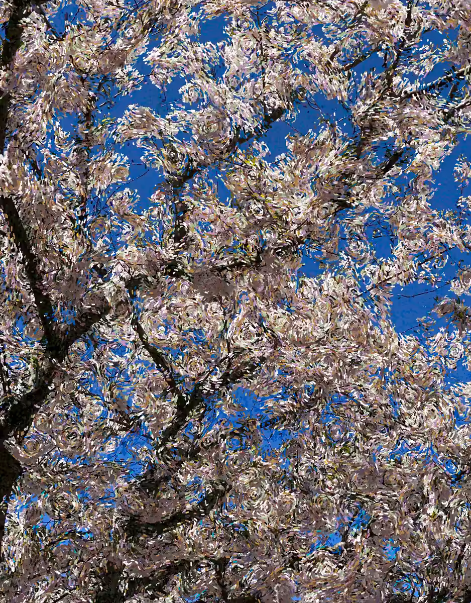Cherry Blossoms