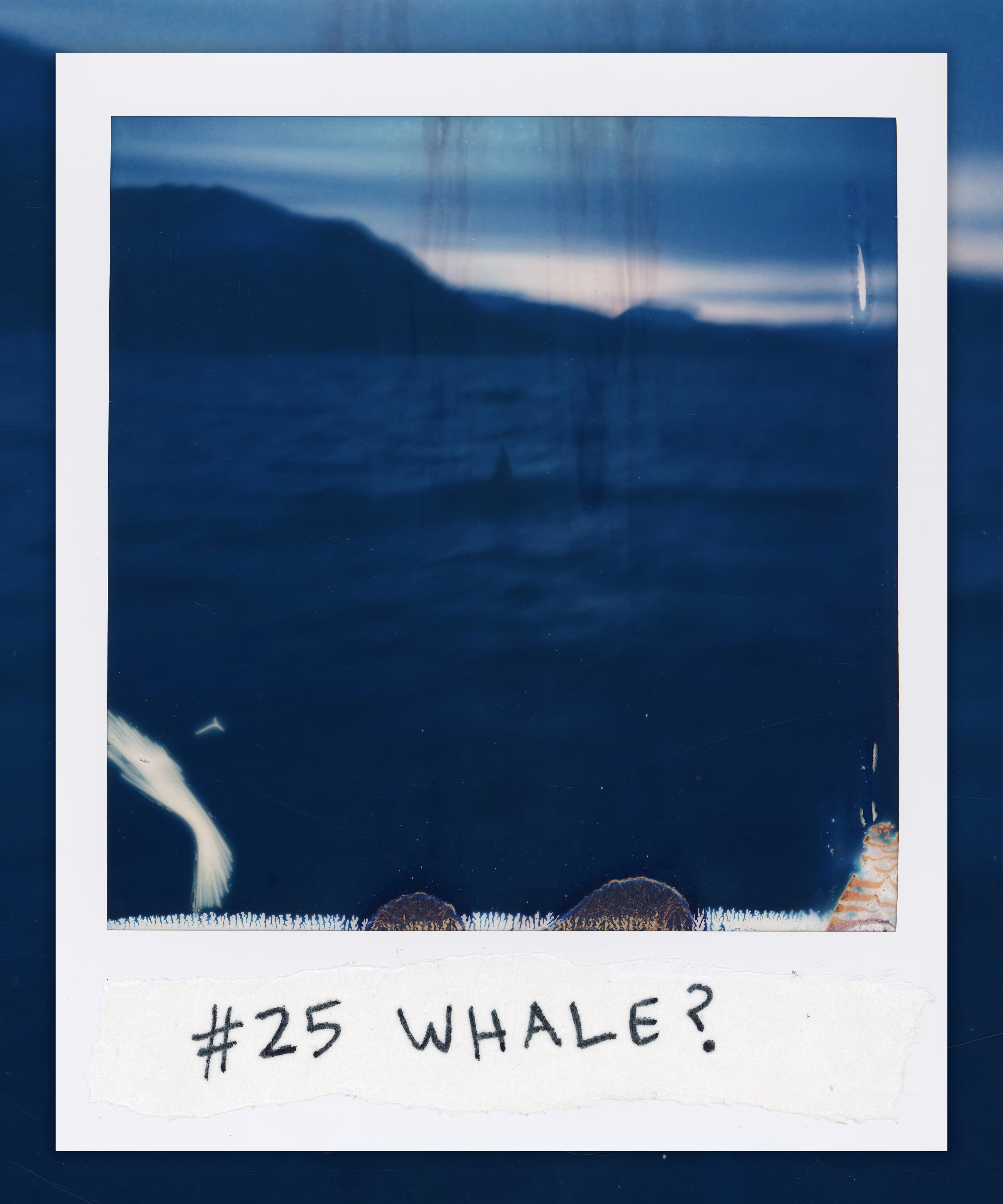 #25 WHALE?