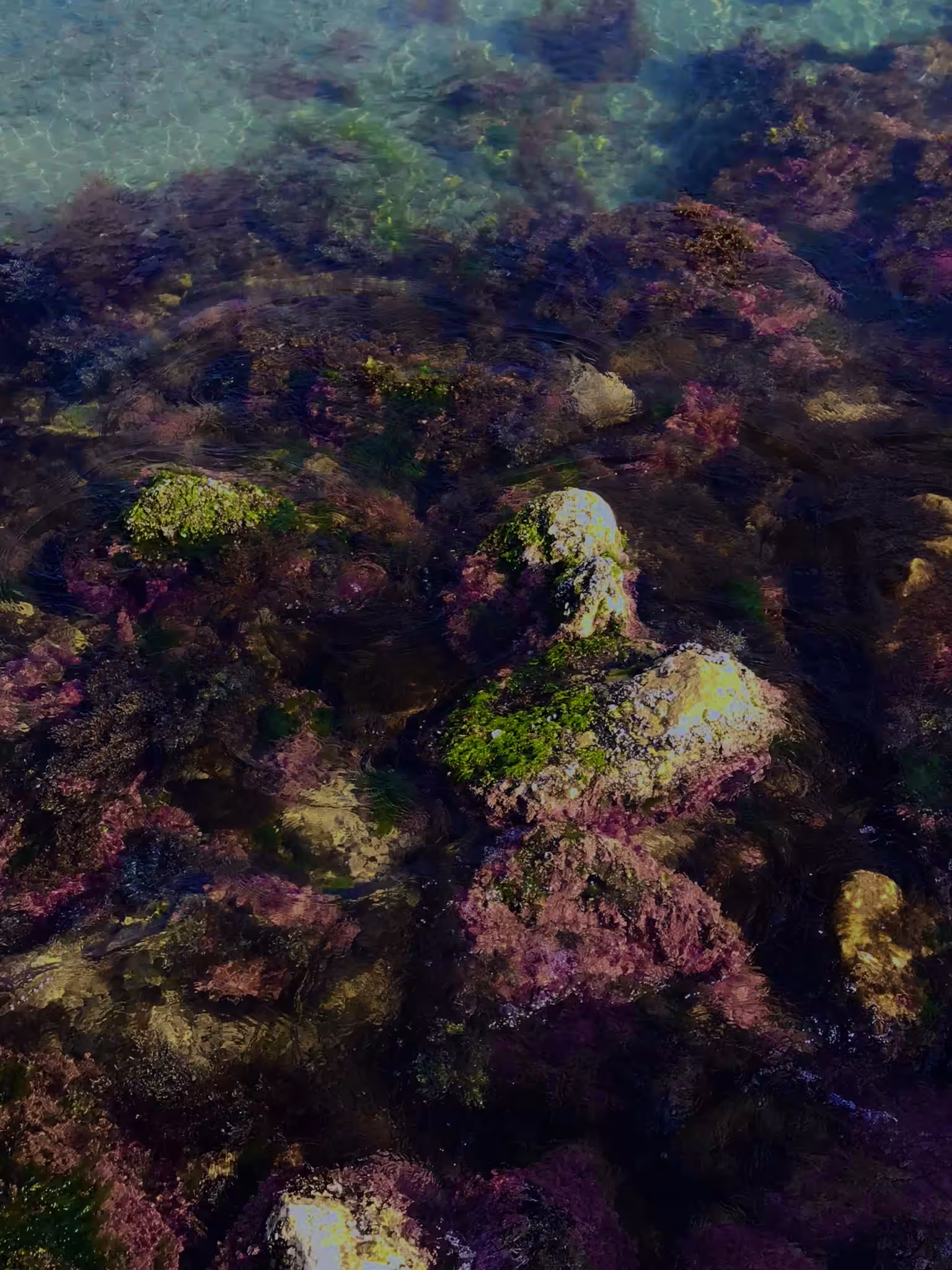 REBORN