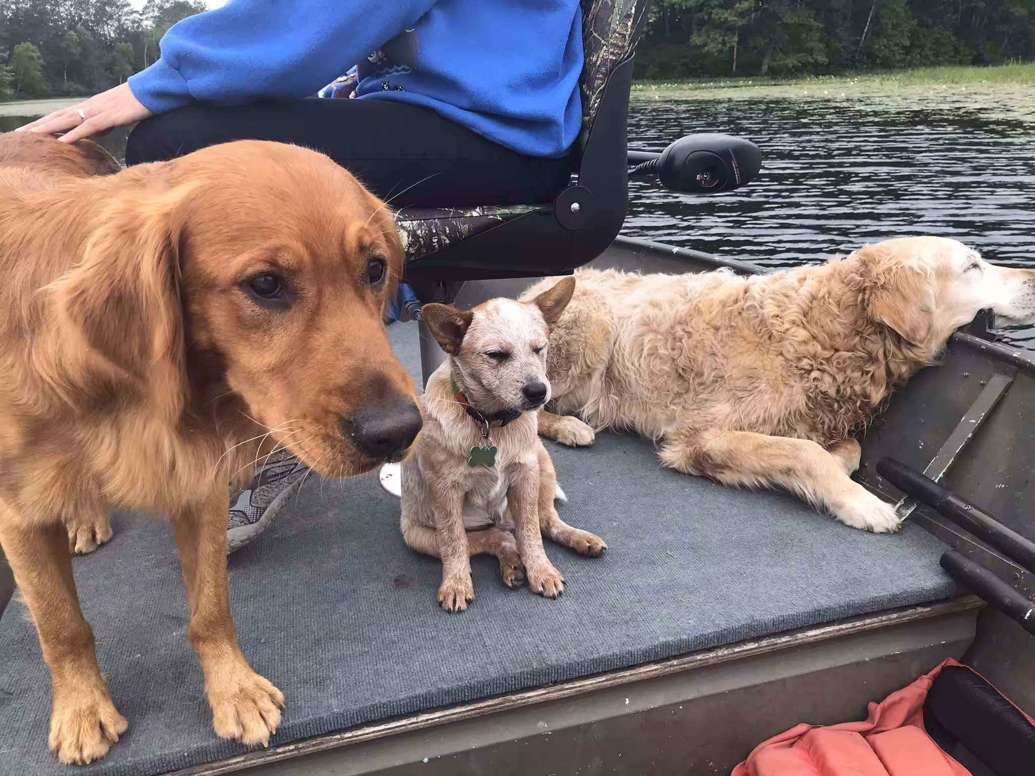 Pog Dogs