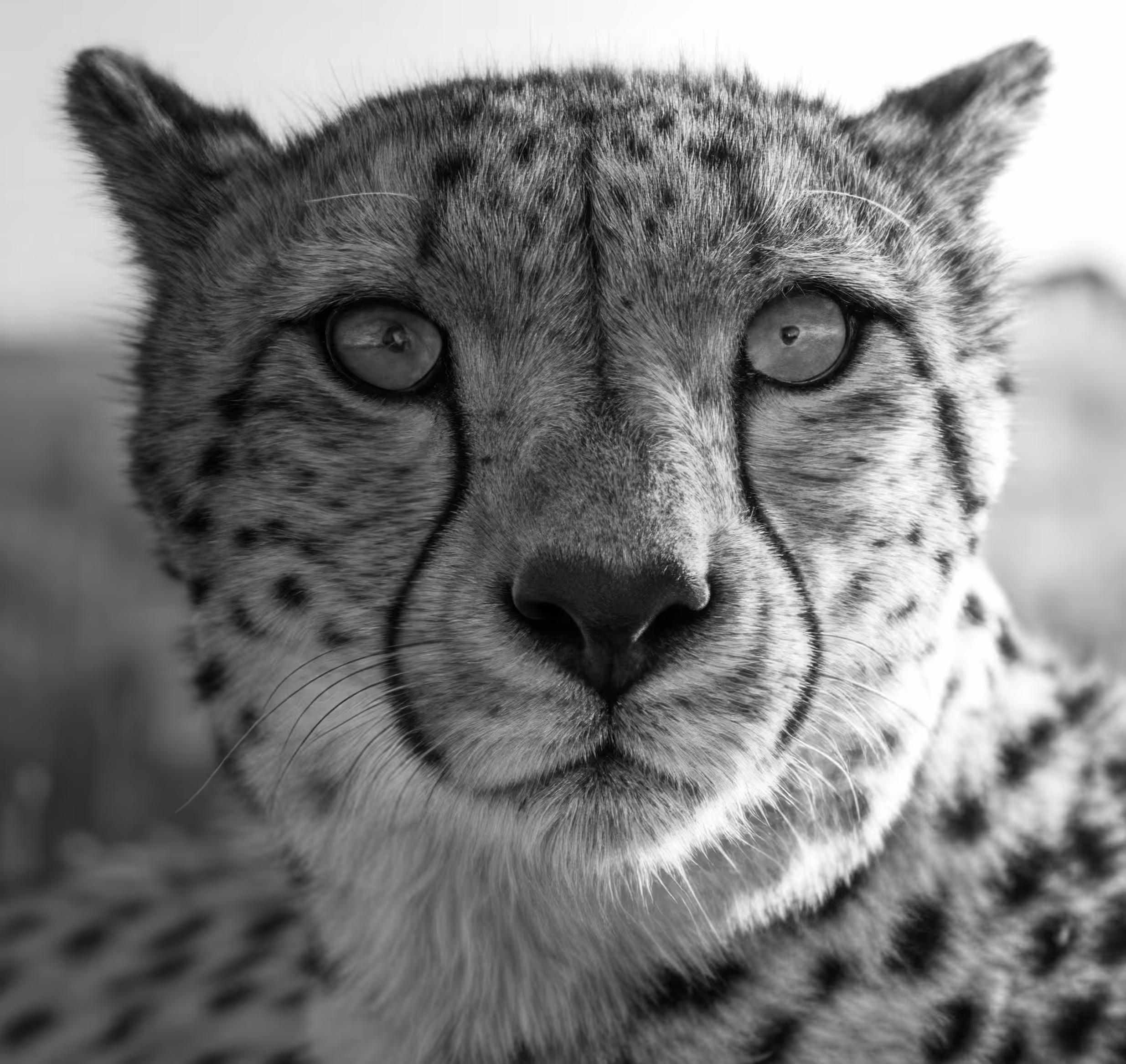 Cheetah