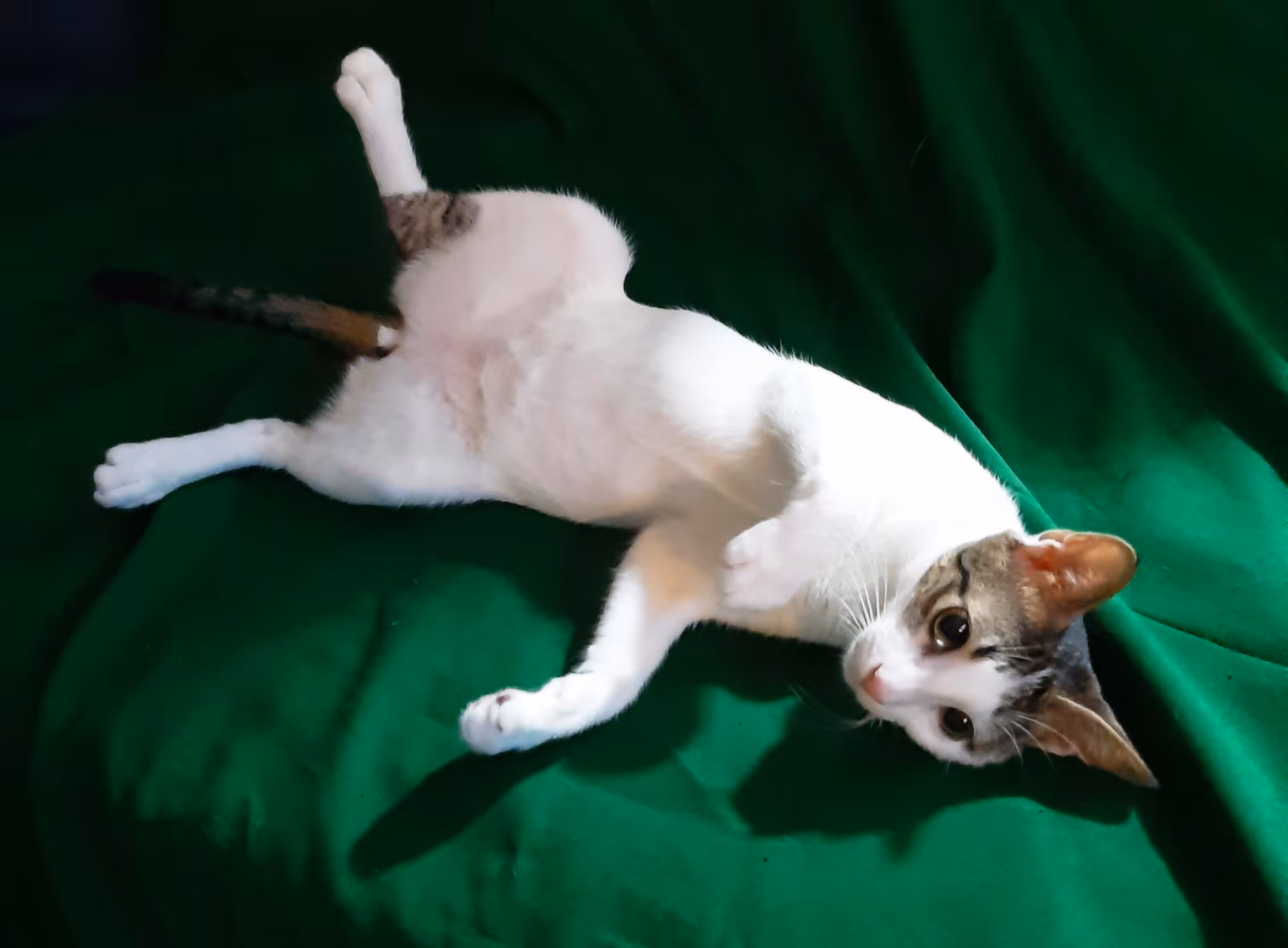 Pusskin Cat #36 - Cat named Beauty
