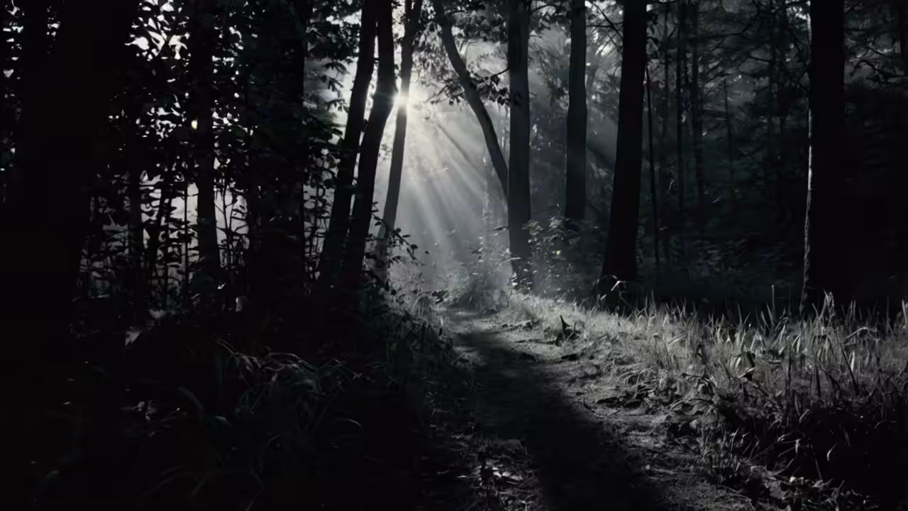 Enchanted Forest Path