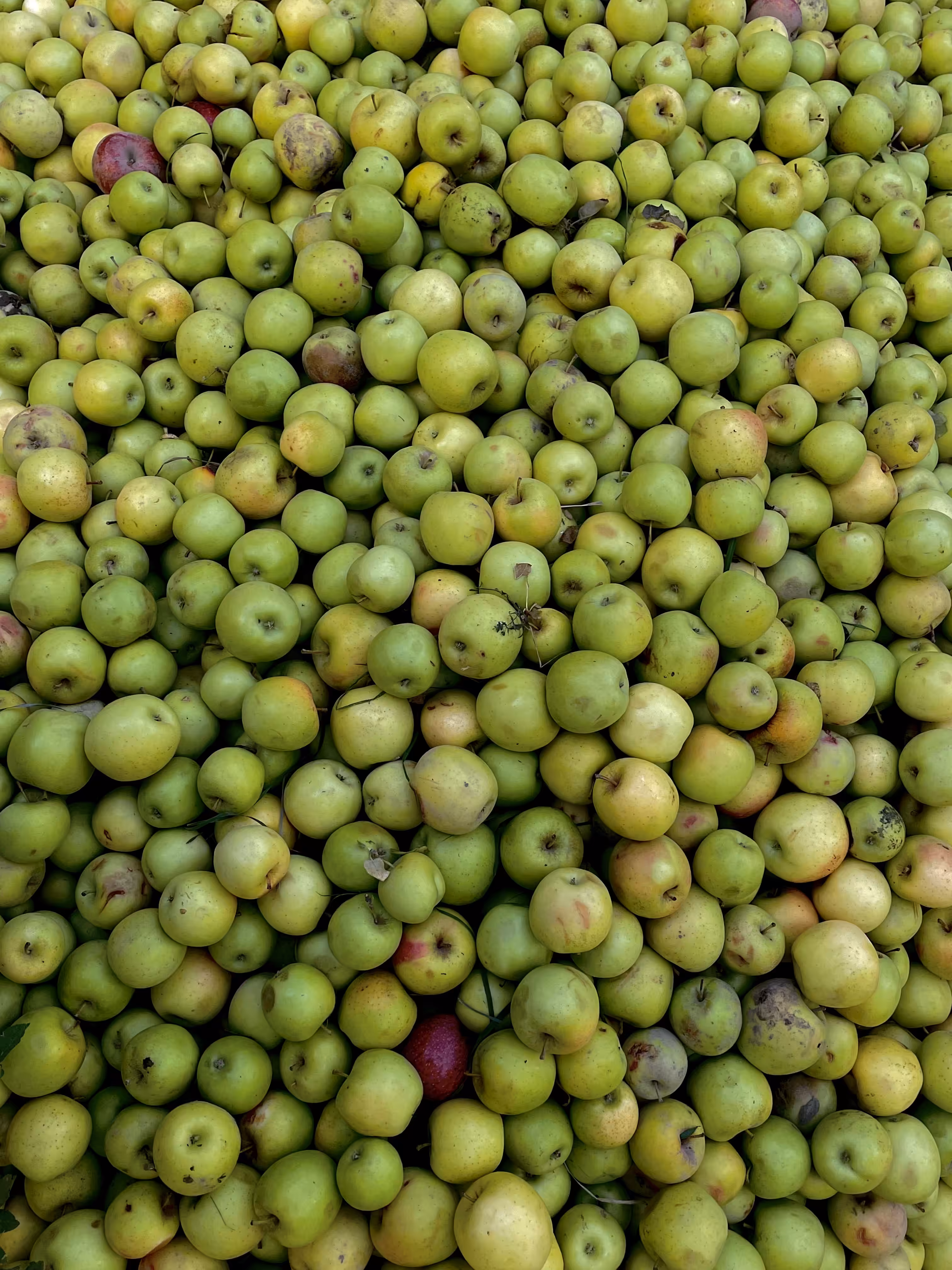 Green apples
