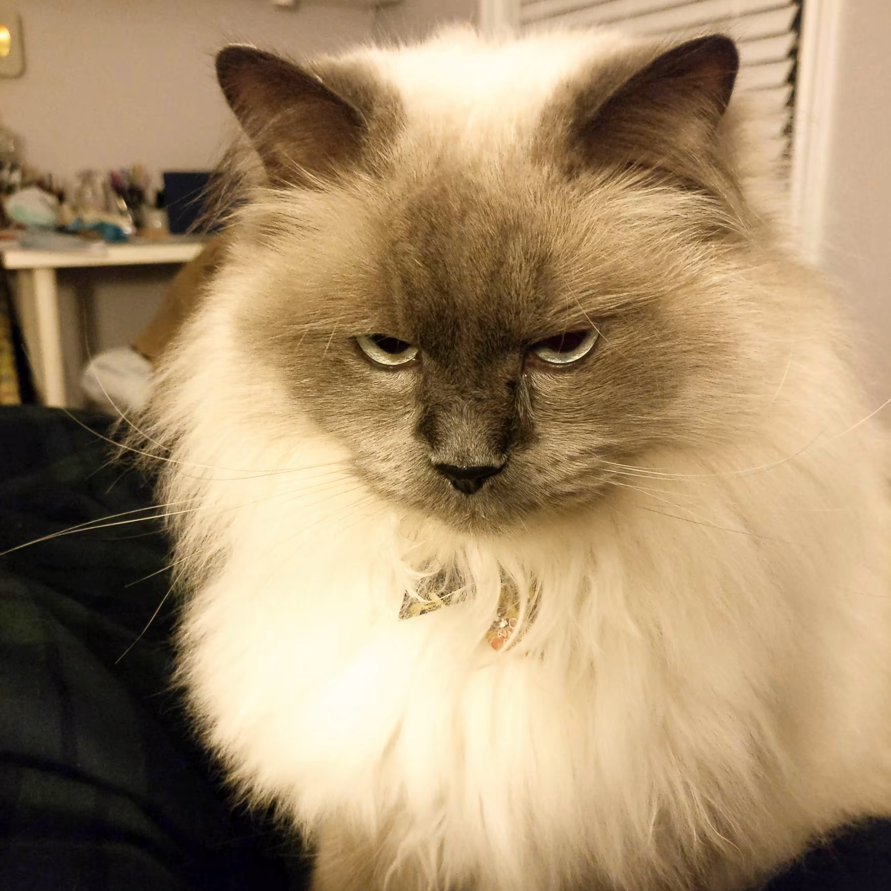 I'll kill you!