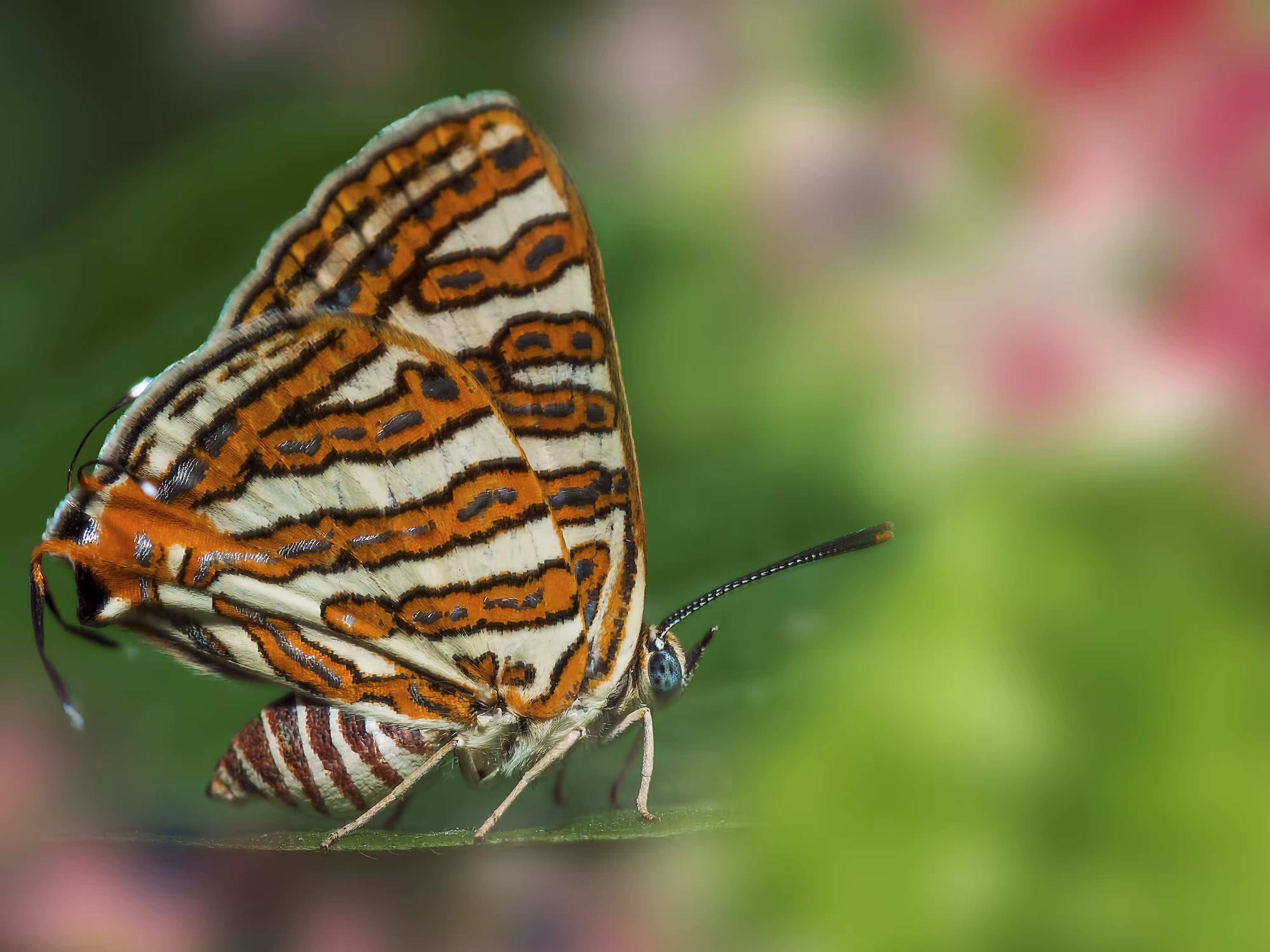 Common Silverline 