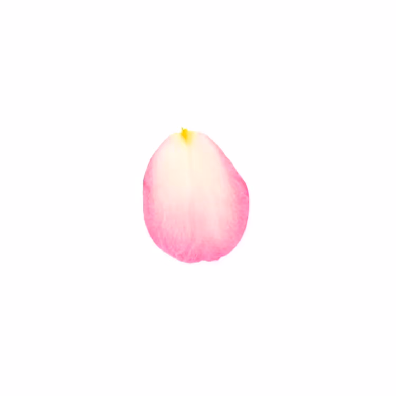 Infinite Petals 1x1#116