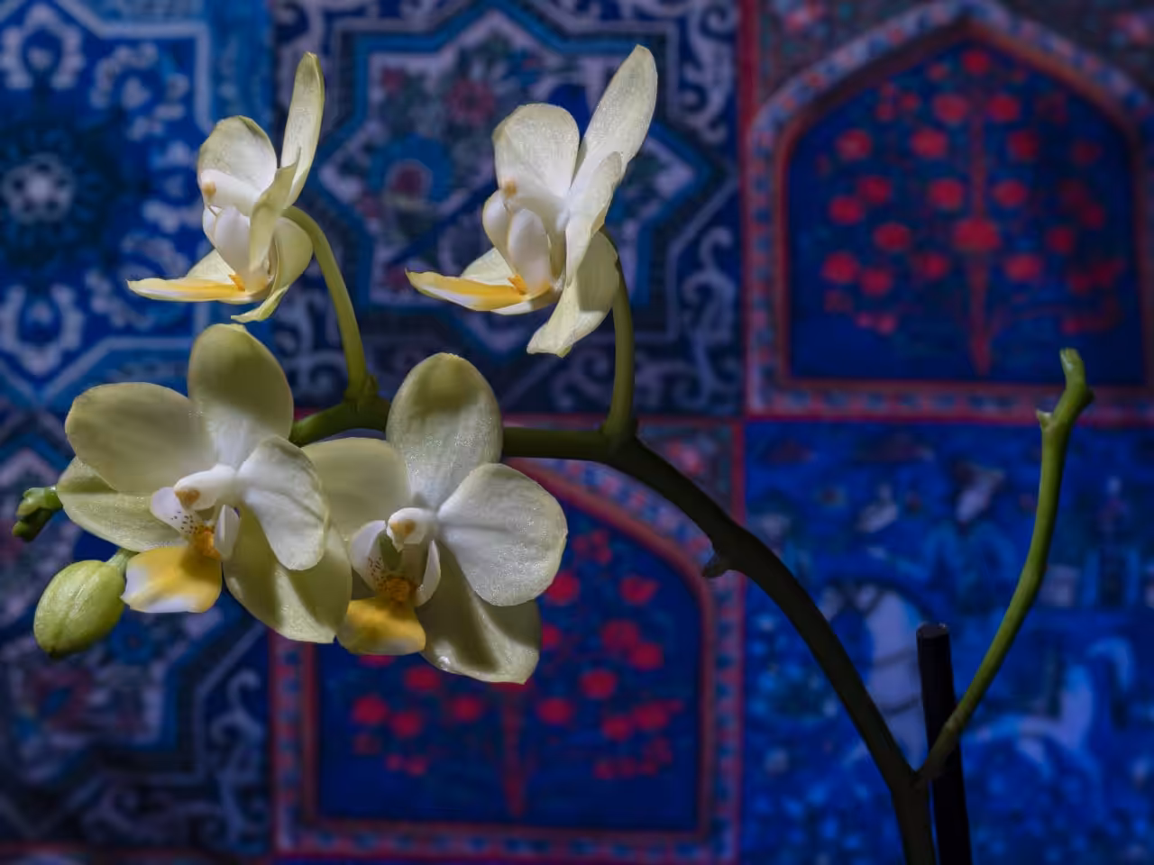 lovely flowers 