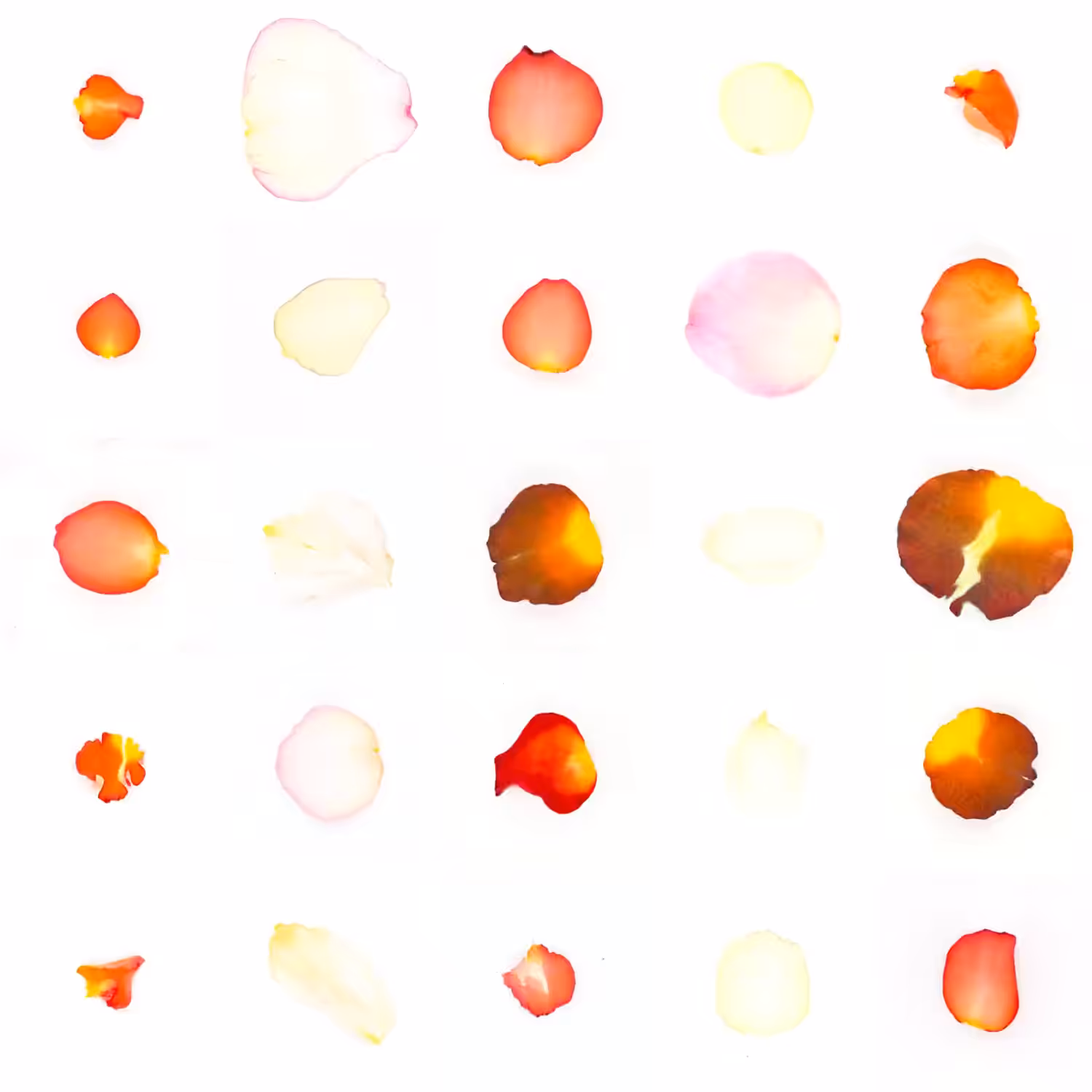Infinite Petals 5x5#20617