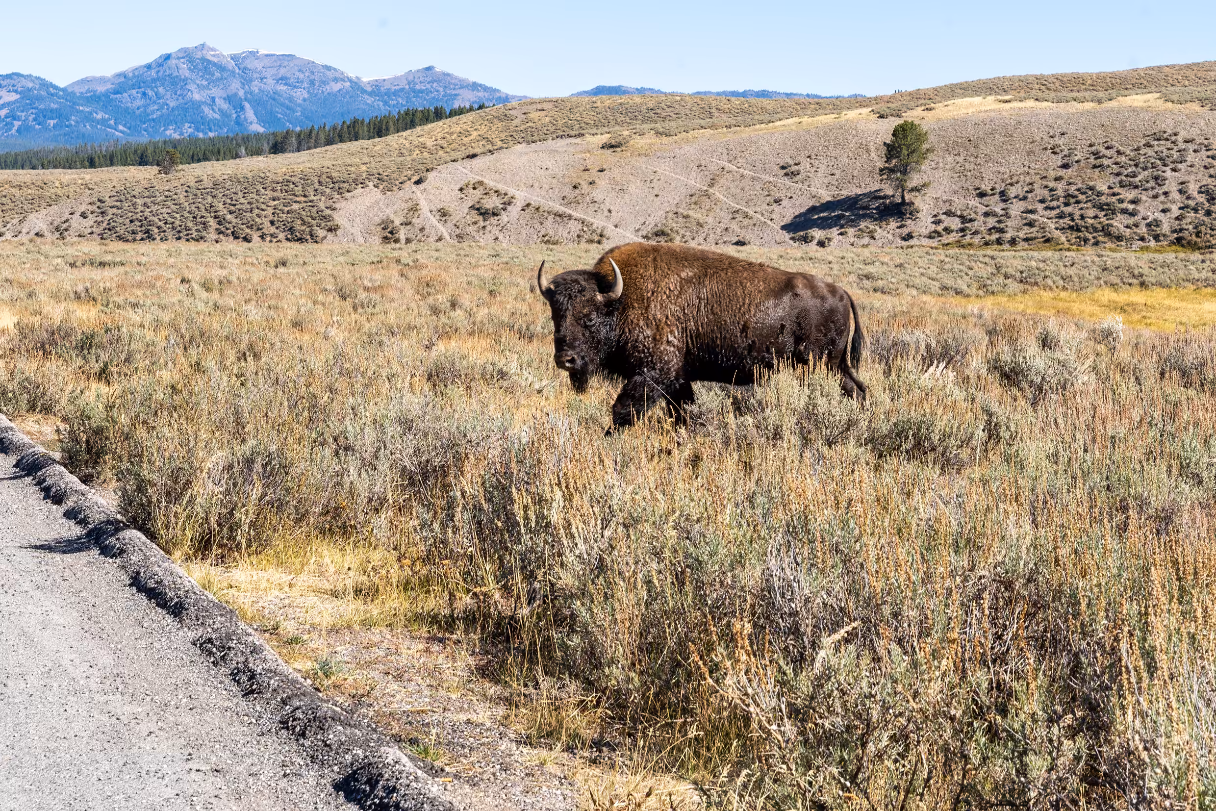 Bison