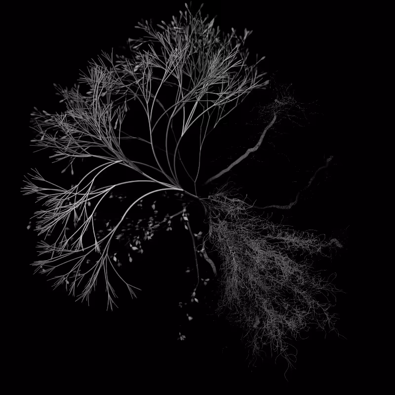 Botanical Ghosts #53