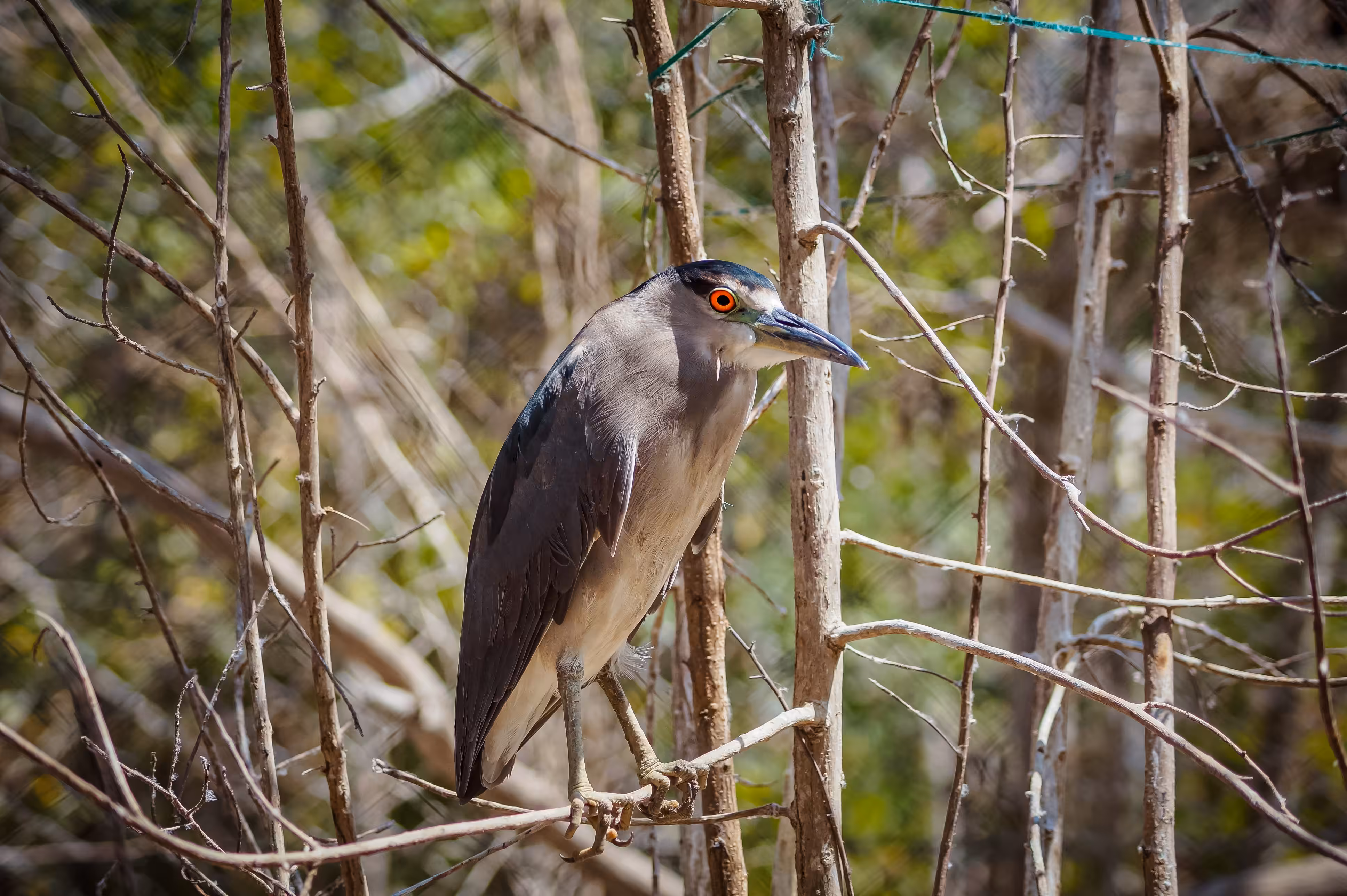 02 Black-crowned Night-Heron (Nycticorax nycticorax) – Mangrove pending by a thread... of plastic