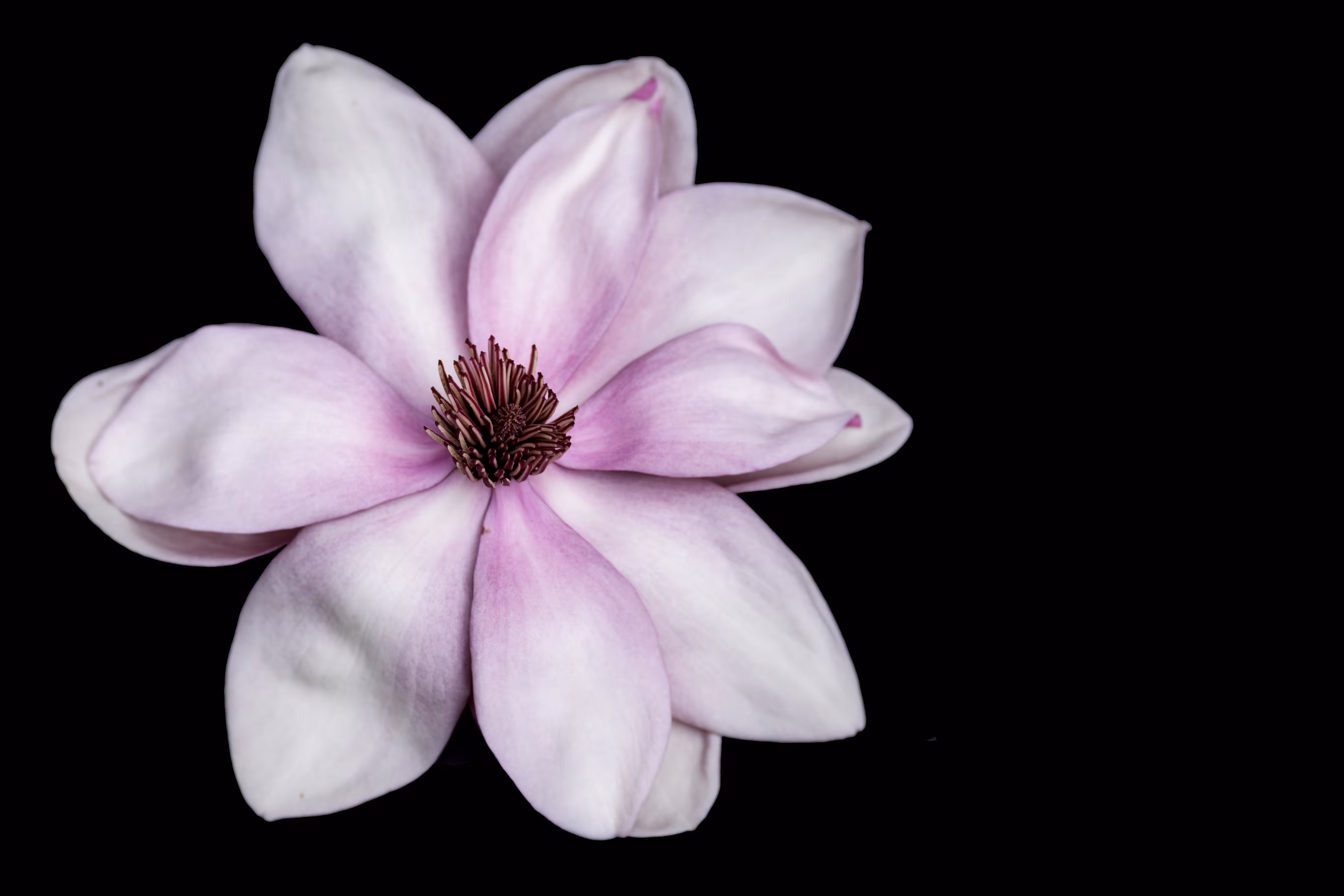 Bloom